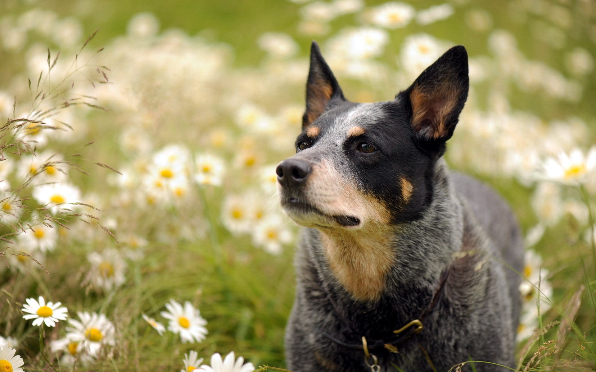 perro mirada margaritas