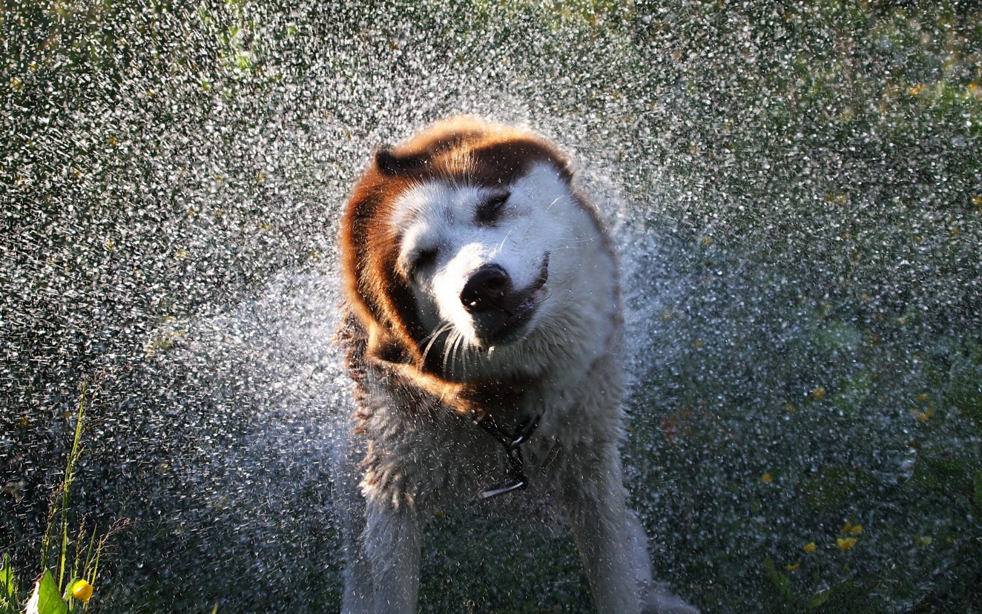 hund wasser spritzen