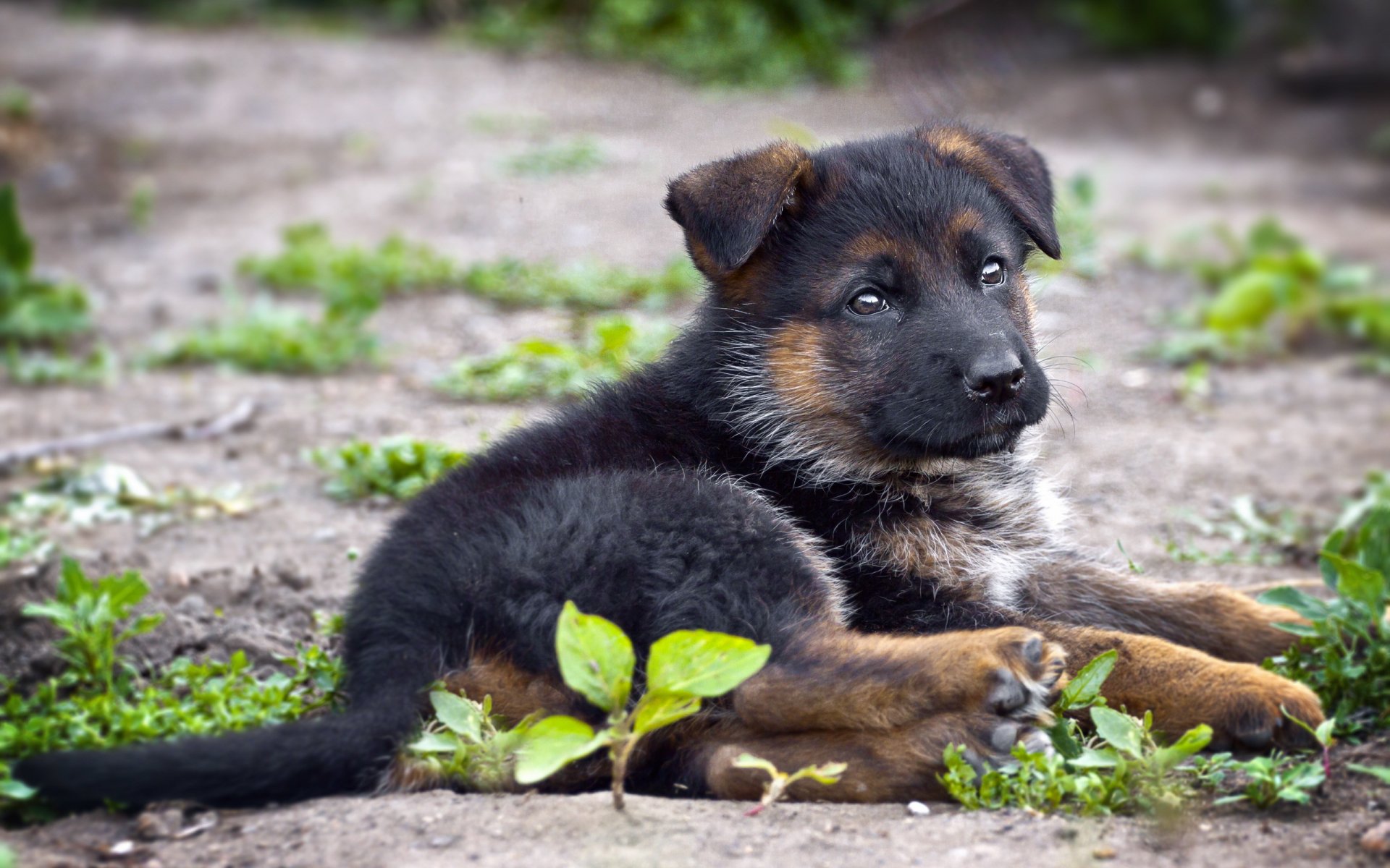 deutscher schäferhund hund freund