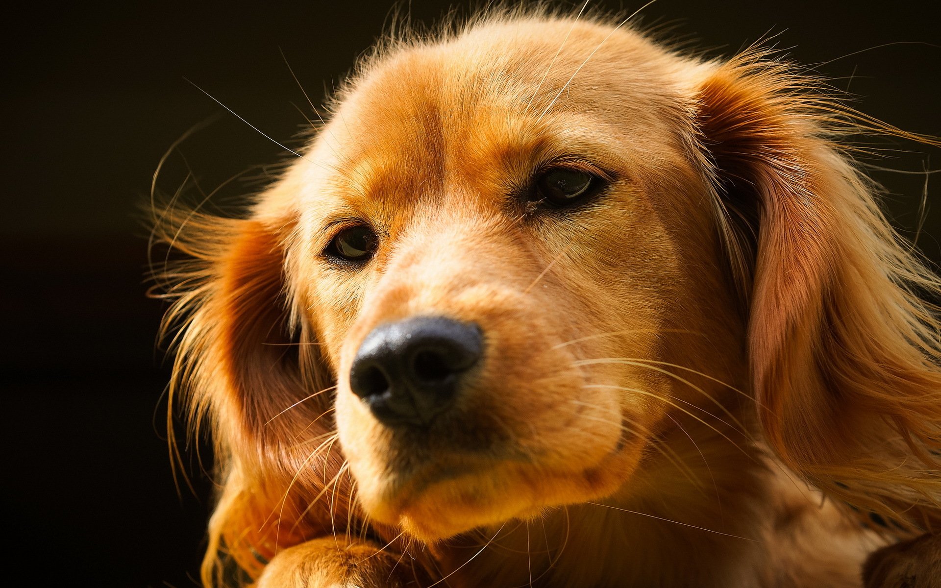 perro amigo mirada