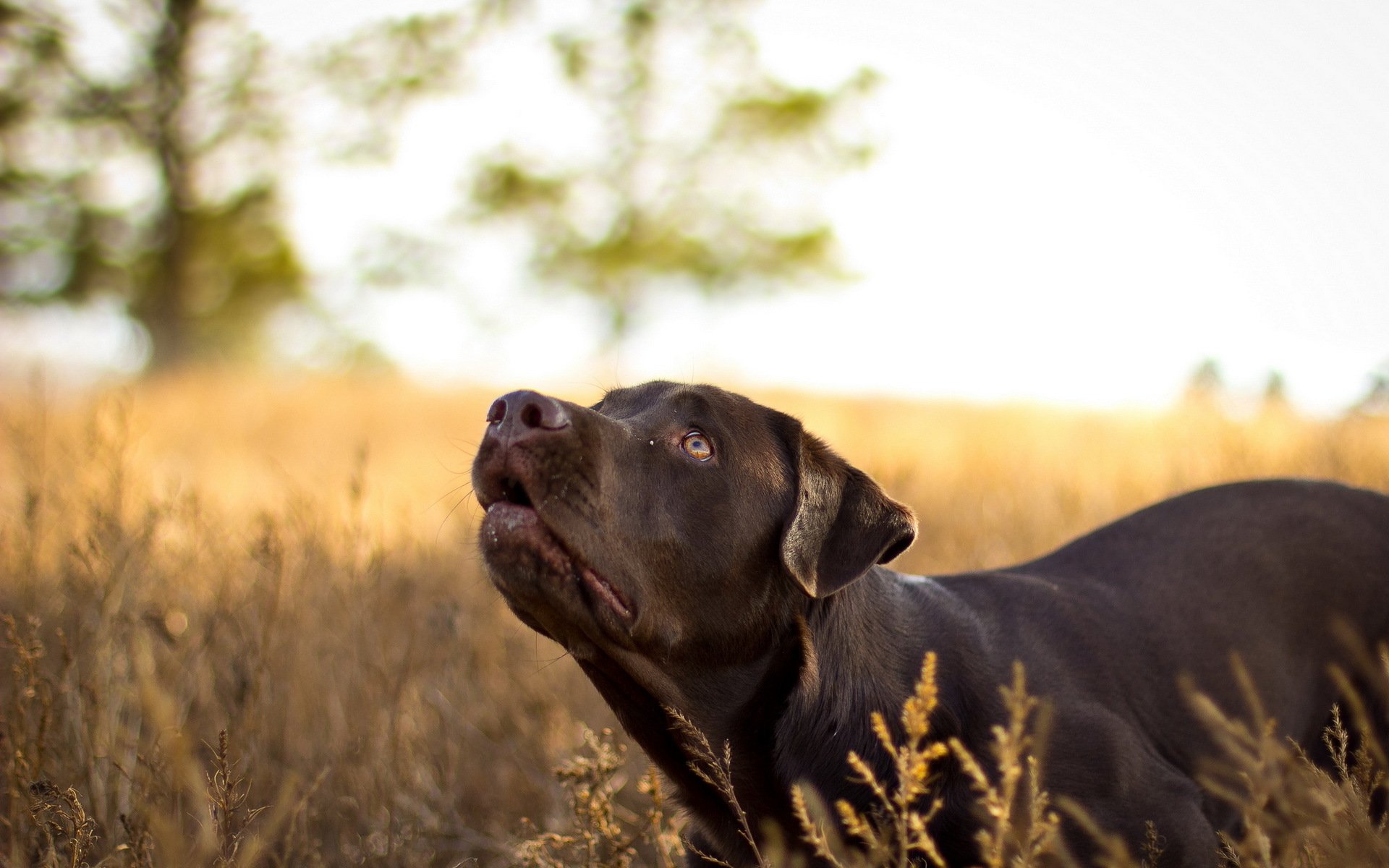 perro mirada naturaleza