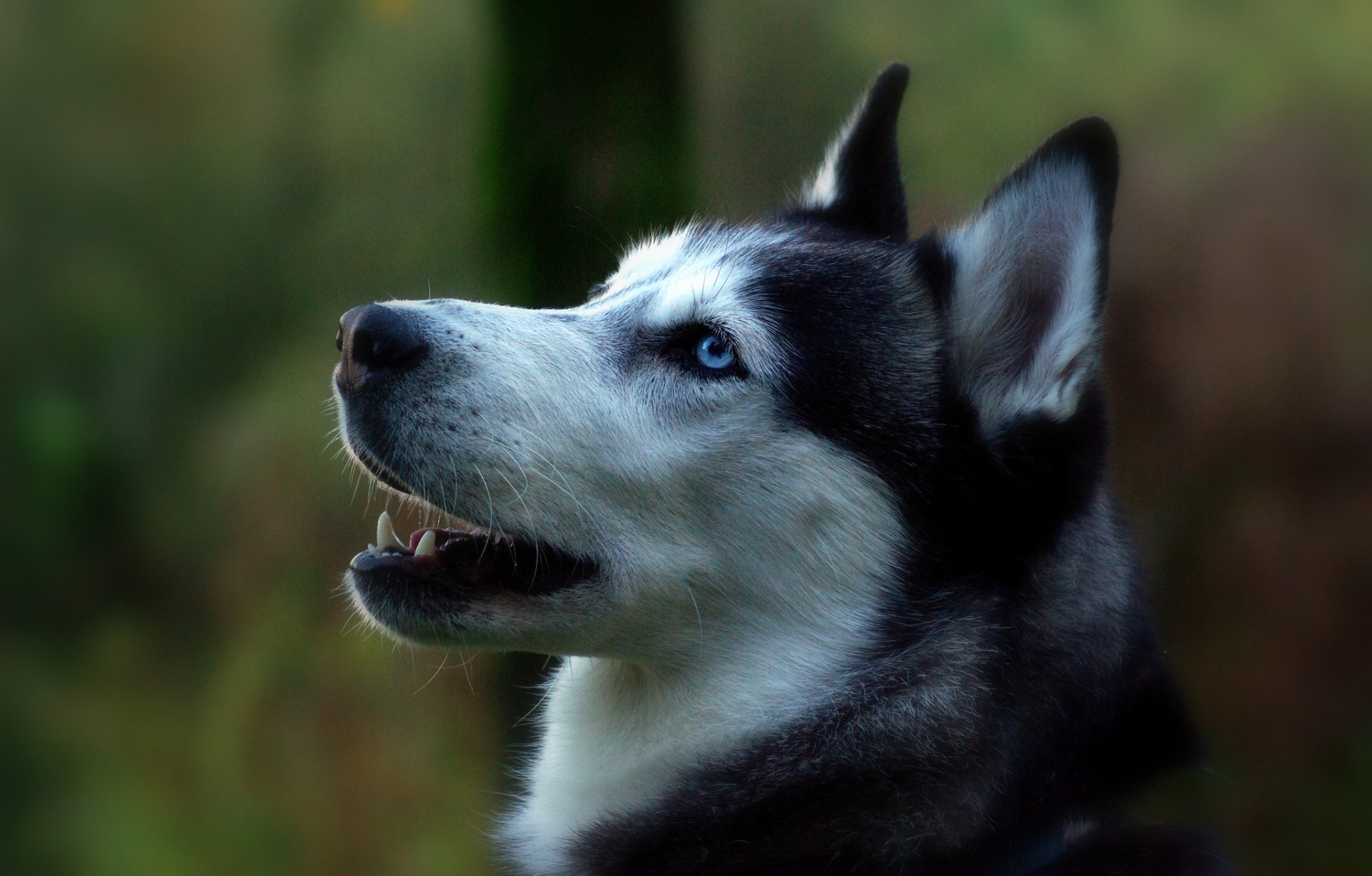 cane siberian husky profilo ritratto