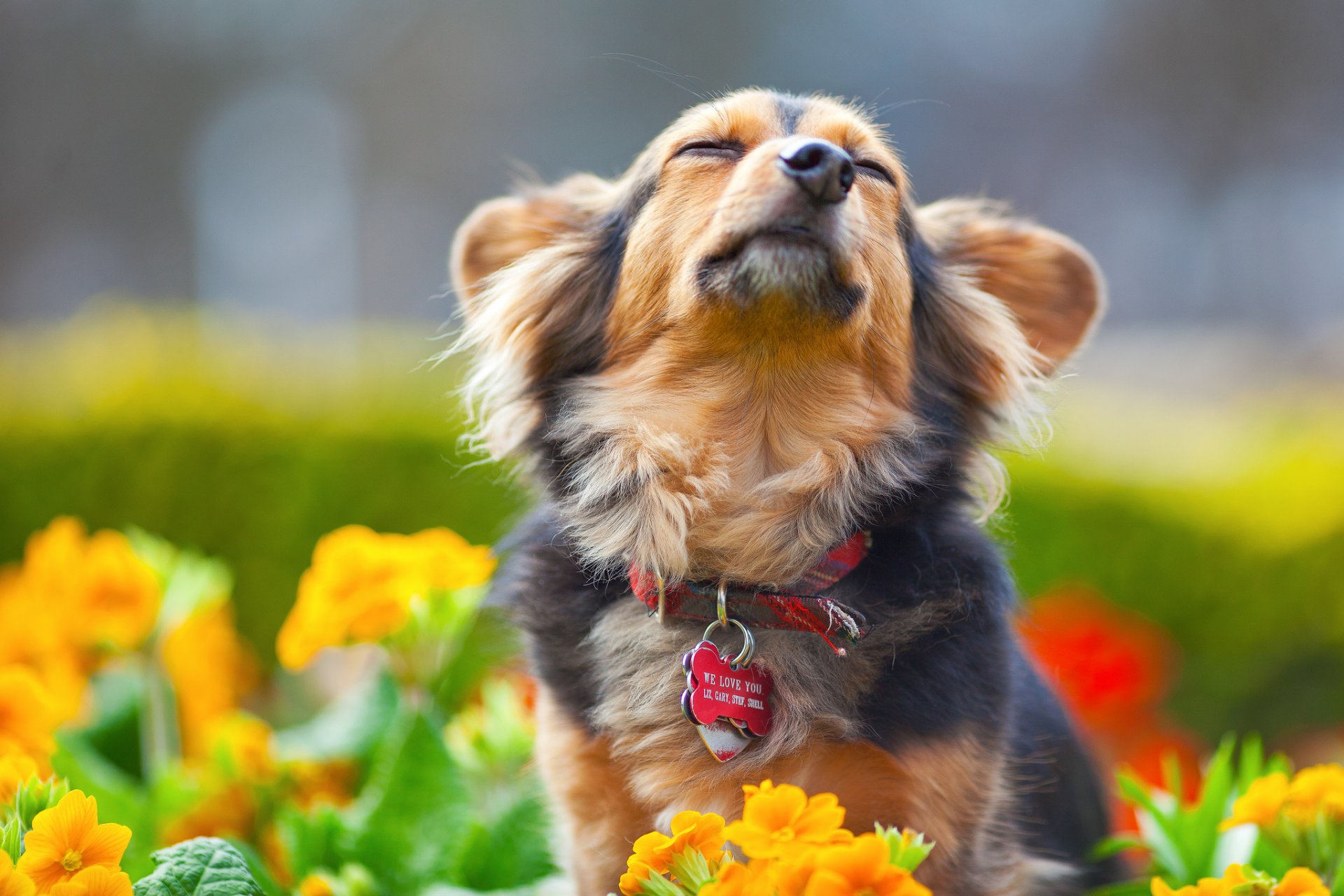 fleurs chien chien collier museau plaisir