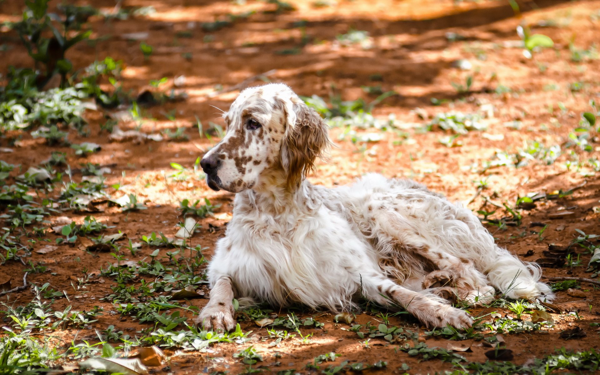 setter inglés perro naturaleza