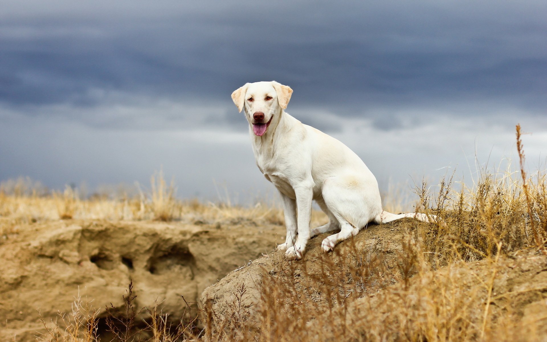 chien regard ami