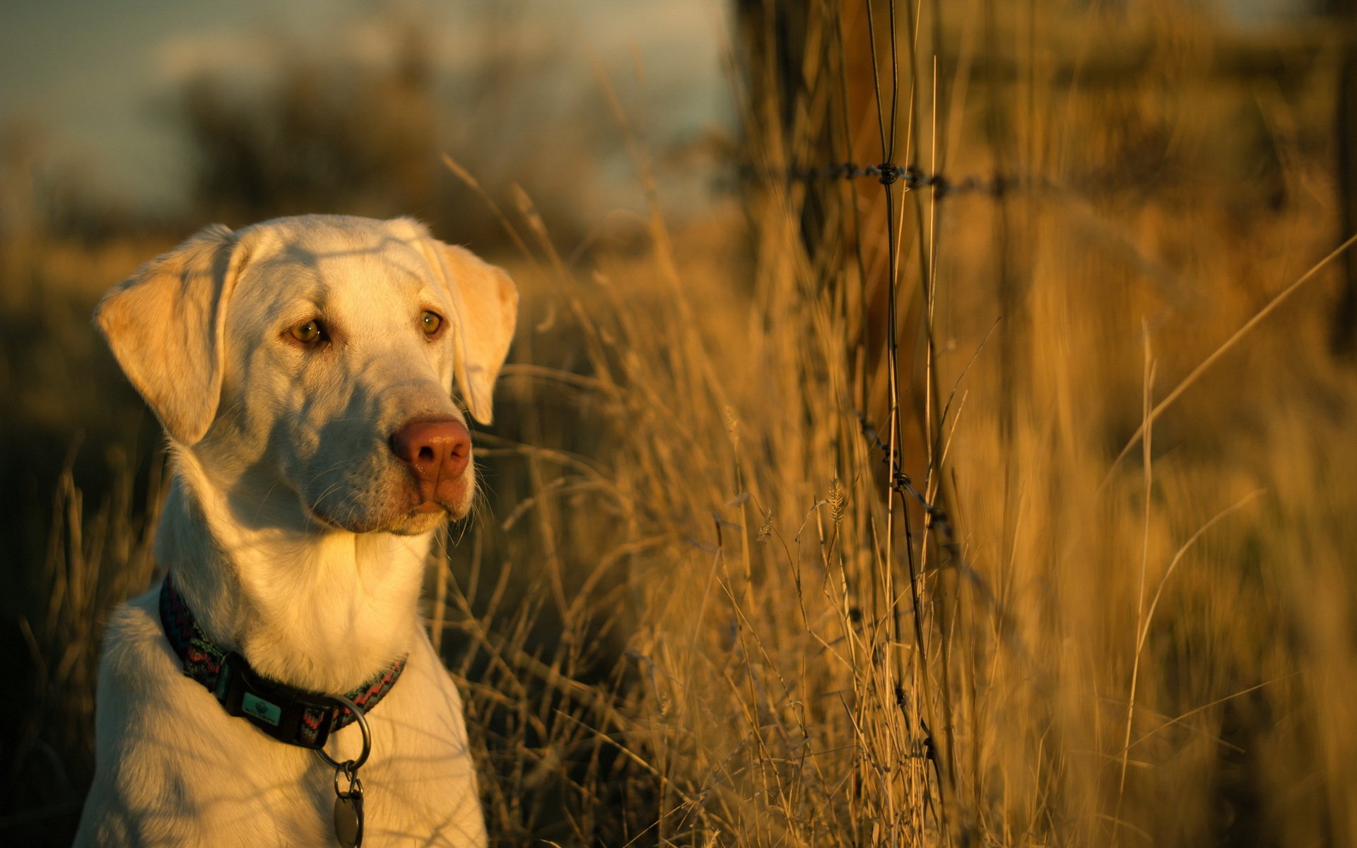 perro amigo cerca puesta de sol luz