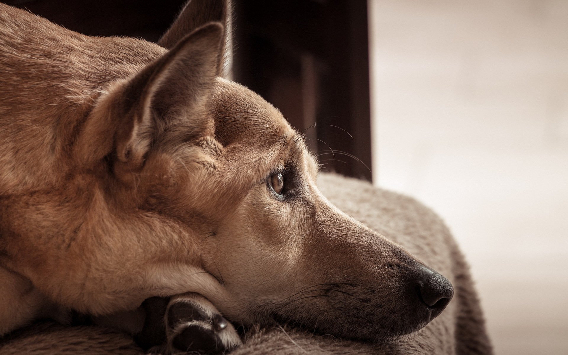 hund blick freund