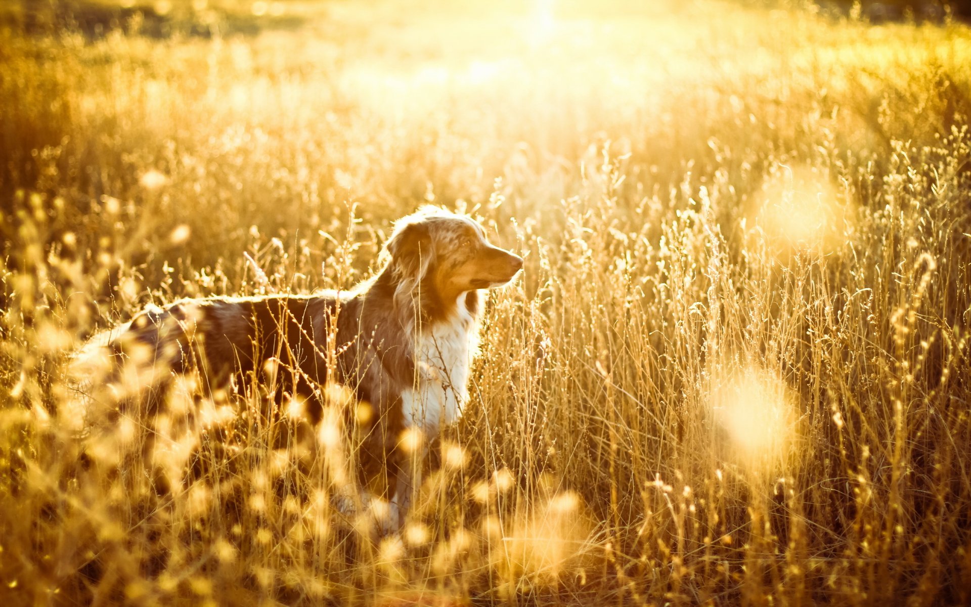 cane campo luce