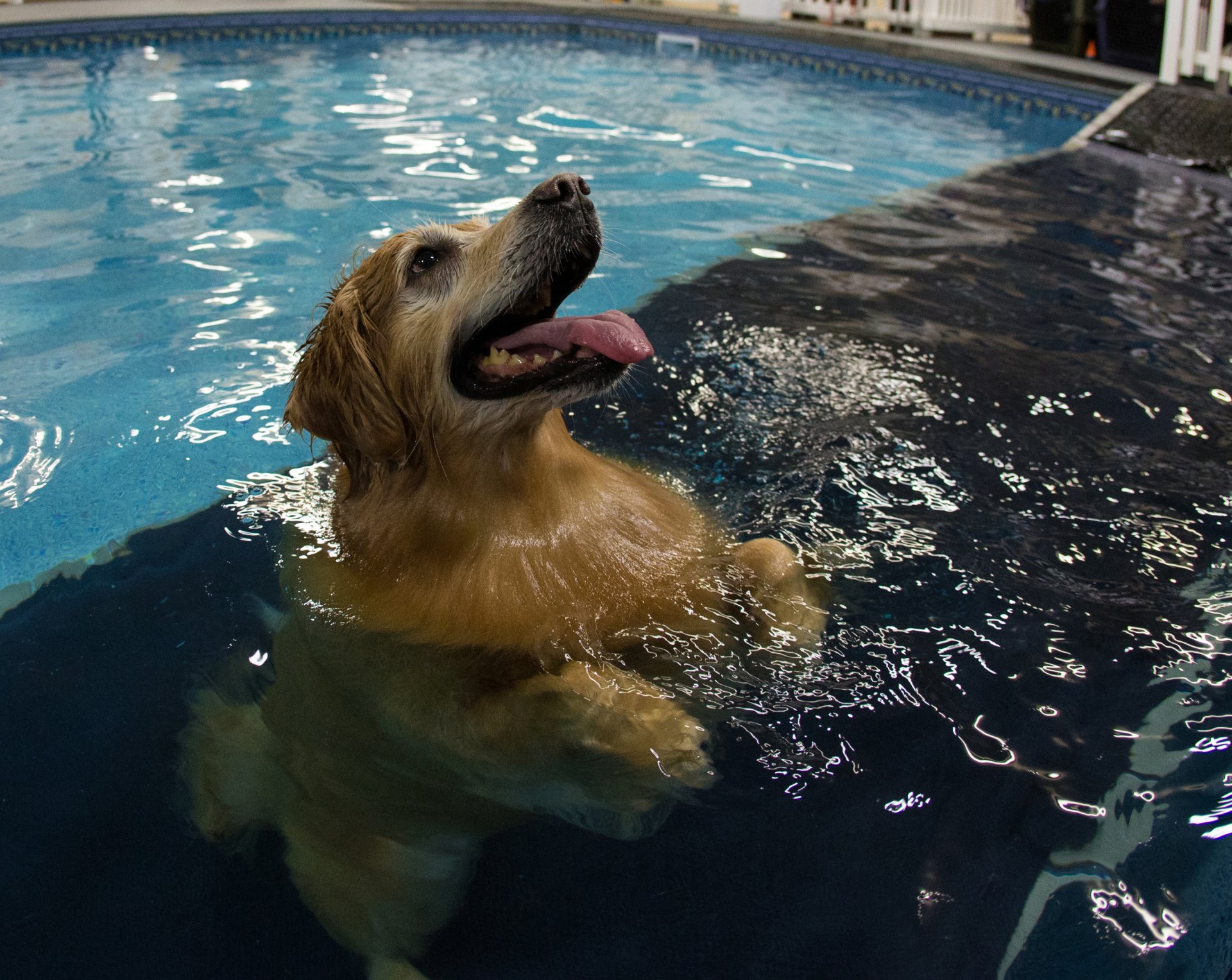 piscina acqua trasparenza cane riflessione sfocatura