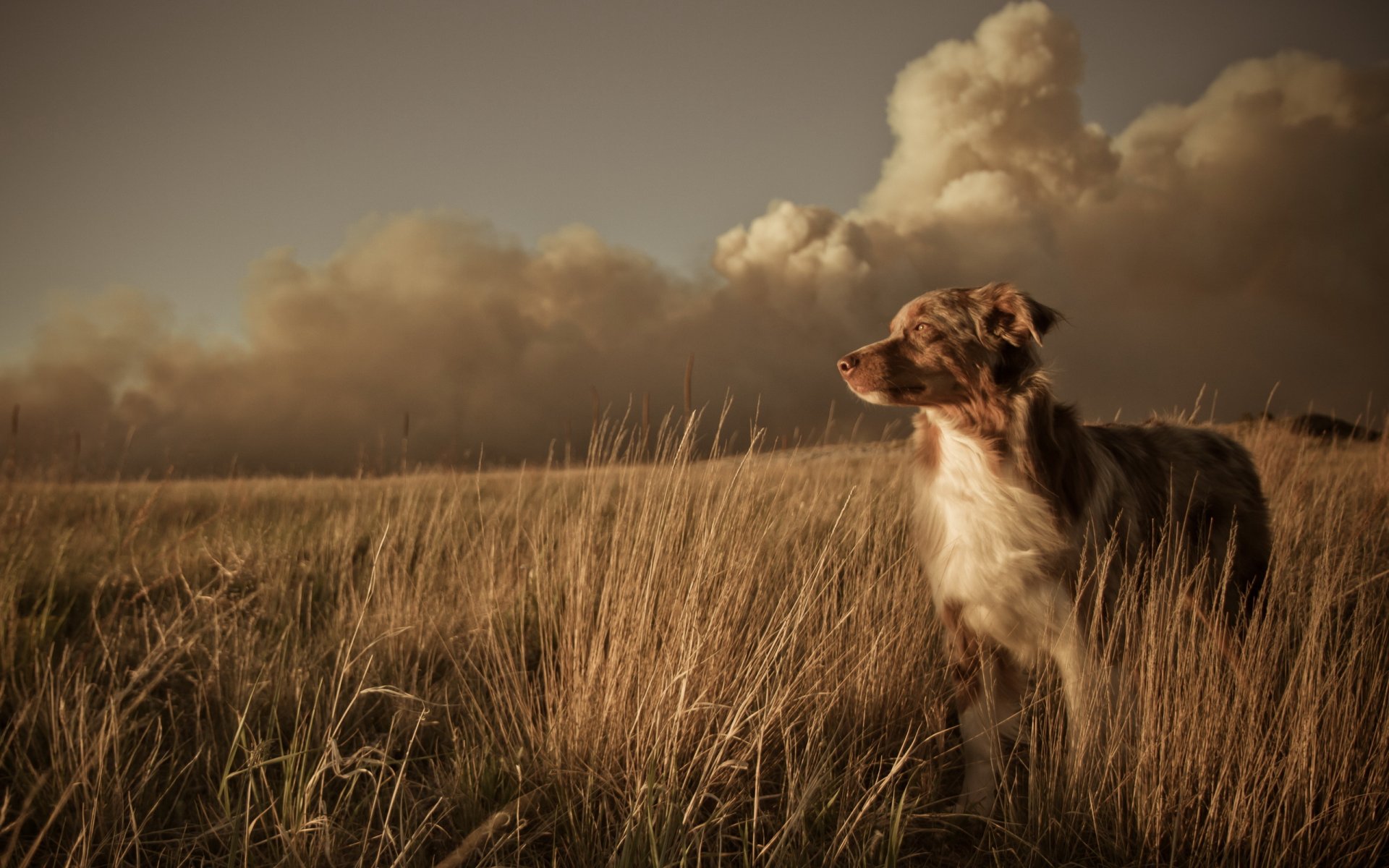 hund freund feld sonnenuntergang landschaft