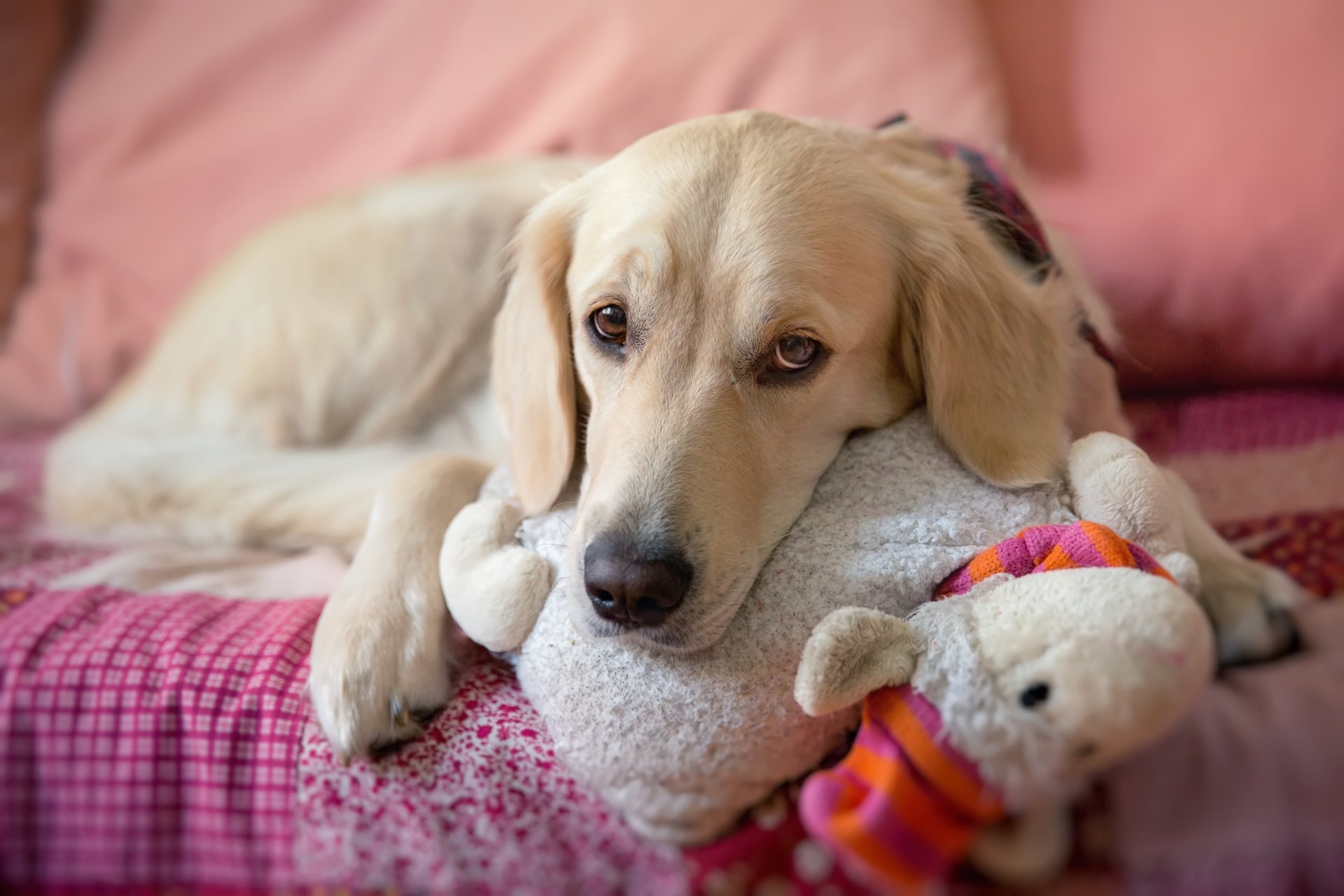 dog dog look sad toy lying bed