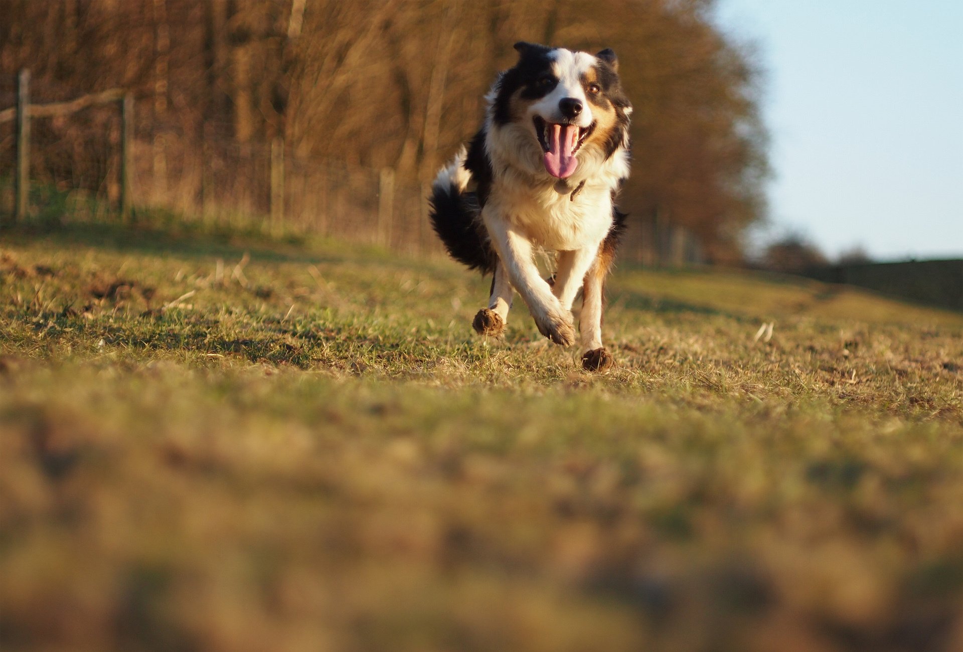 hund laufen geschwindigkeit bewegung freund