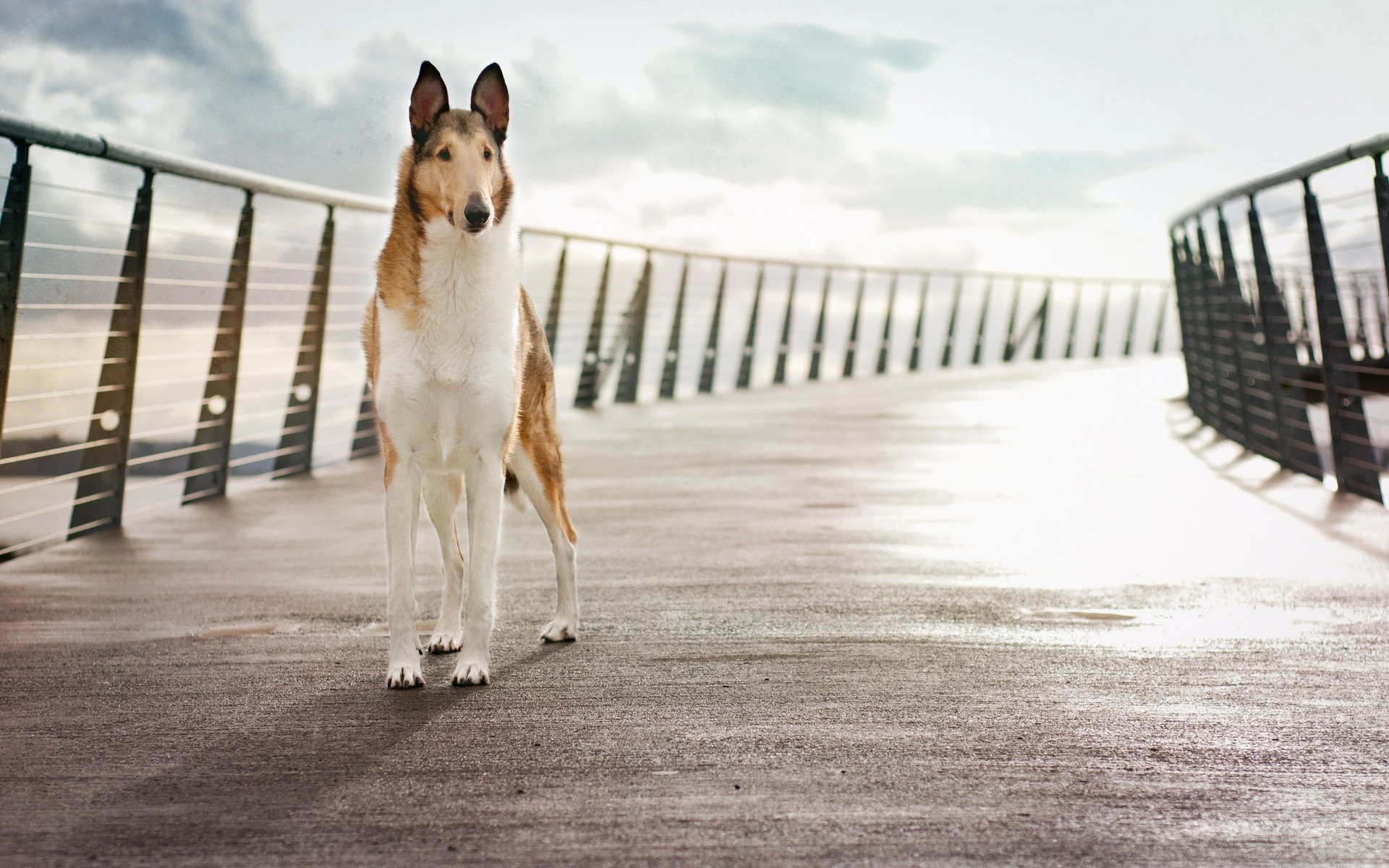 perro puente fondo