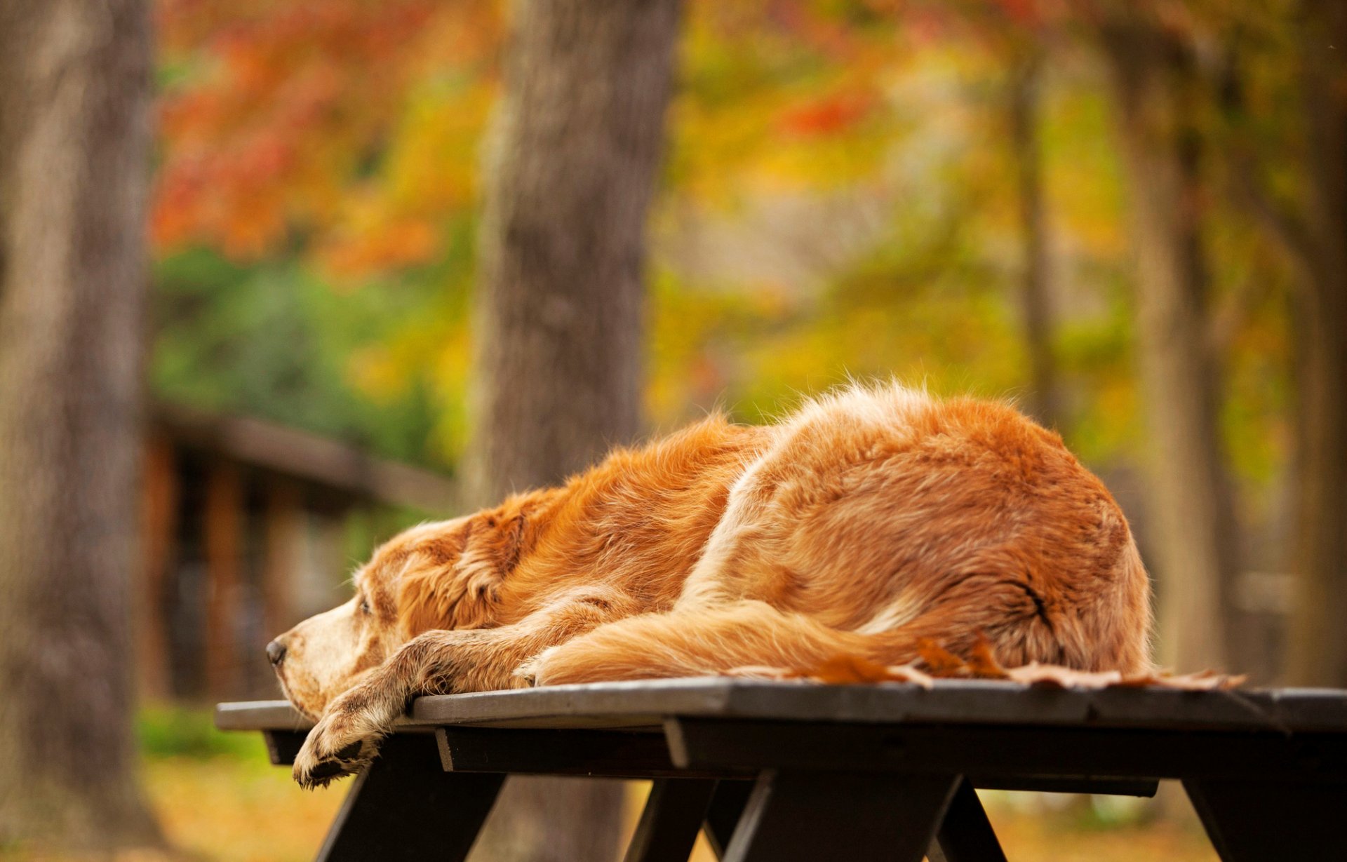 hund retriever golden liegt tisch natur herbst bäume