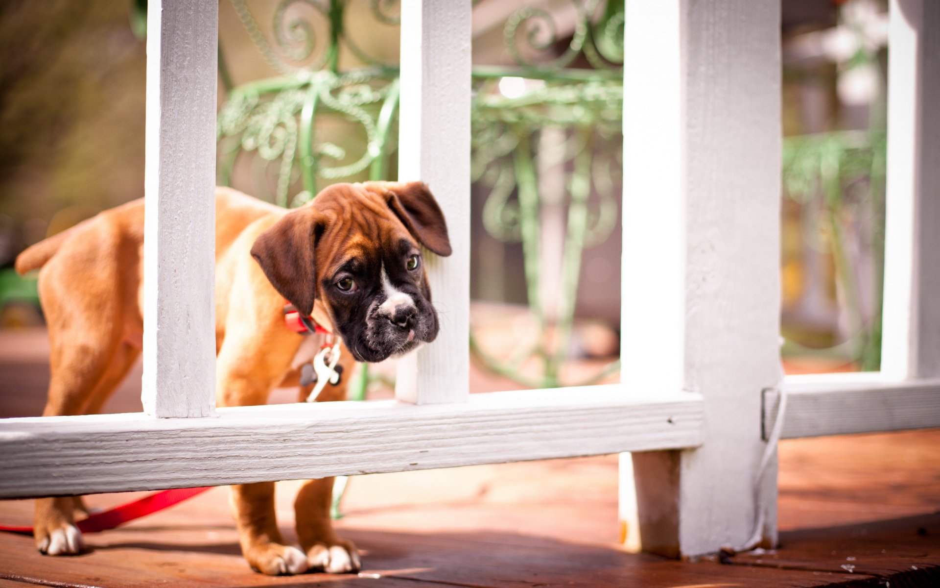 chien regard ami