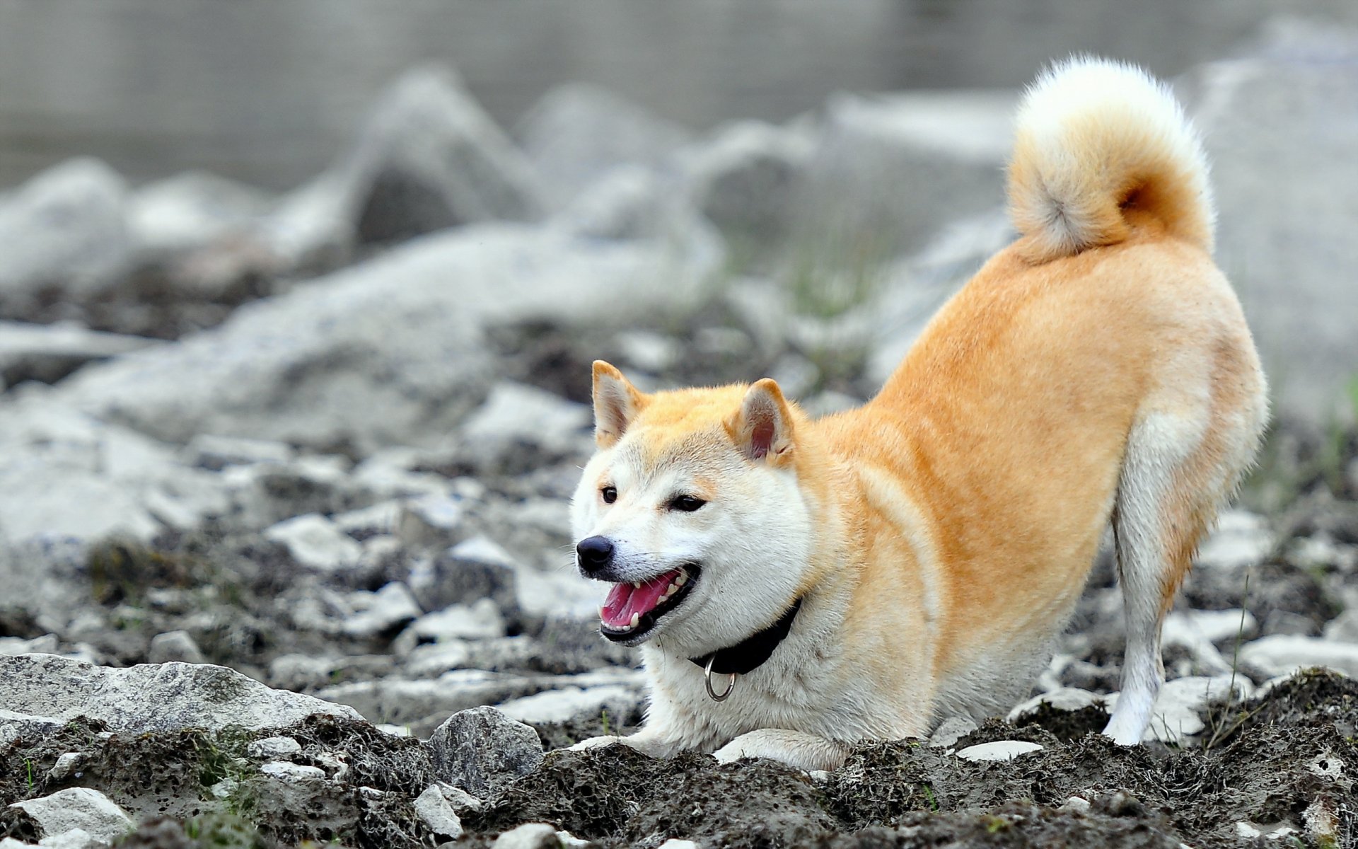 perro amigo naturaleza