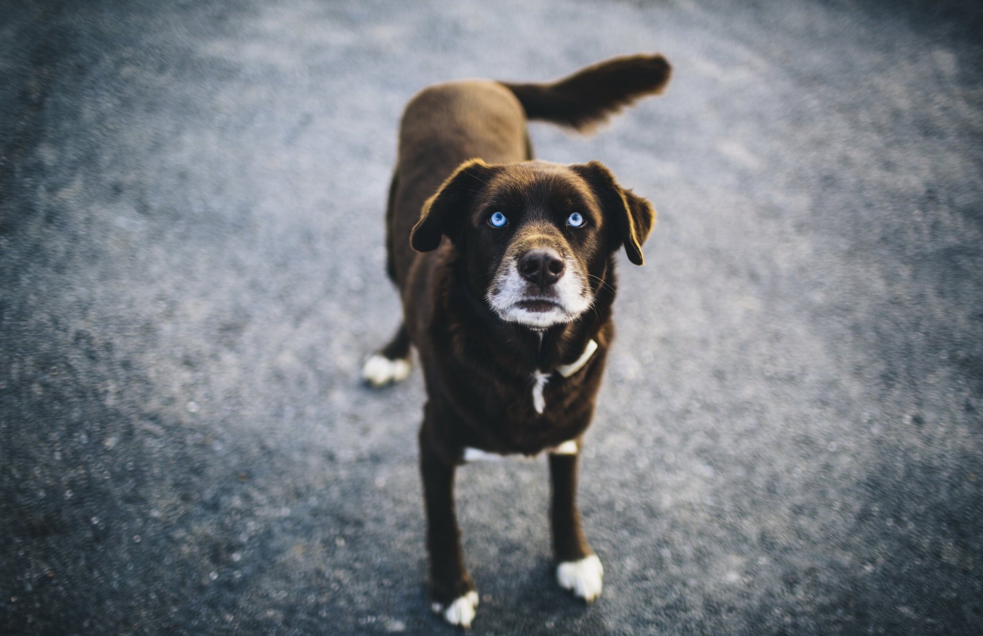 dog blue view bokeh blue eye