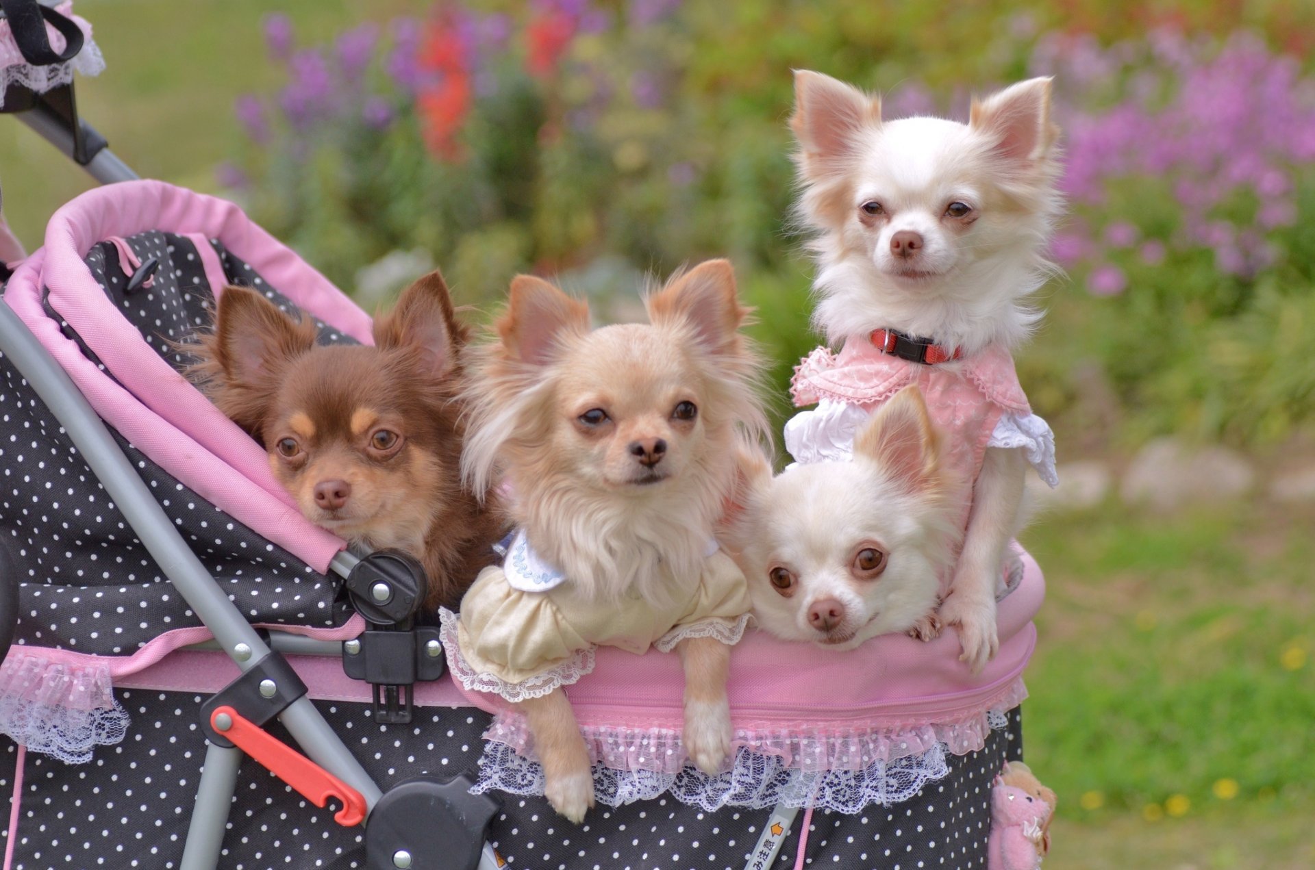 chihuahua kinderwagen spaziergang