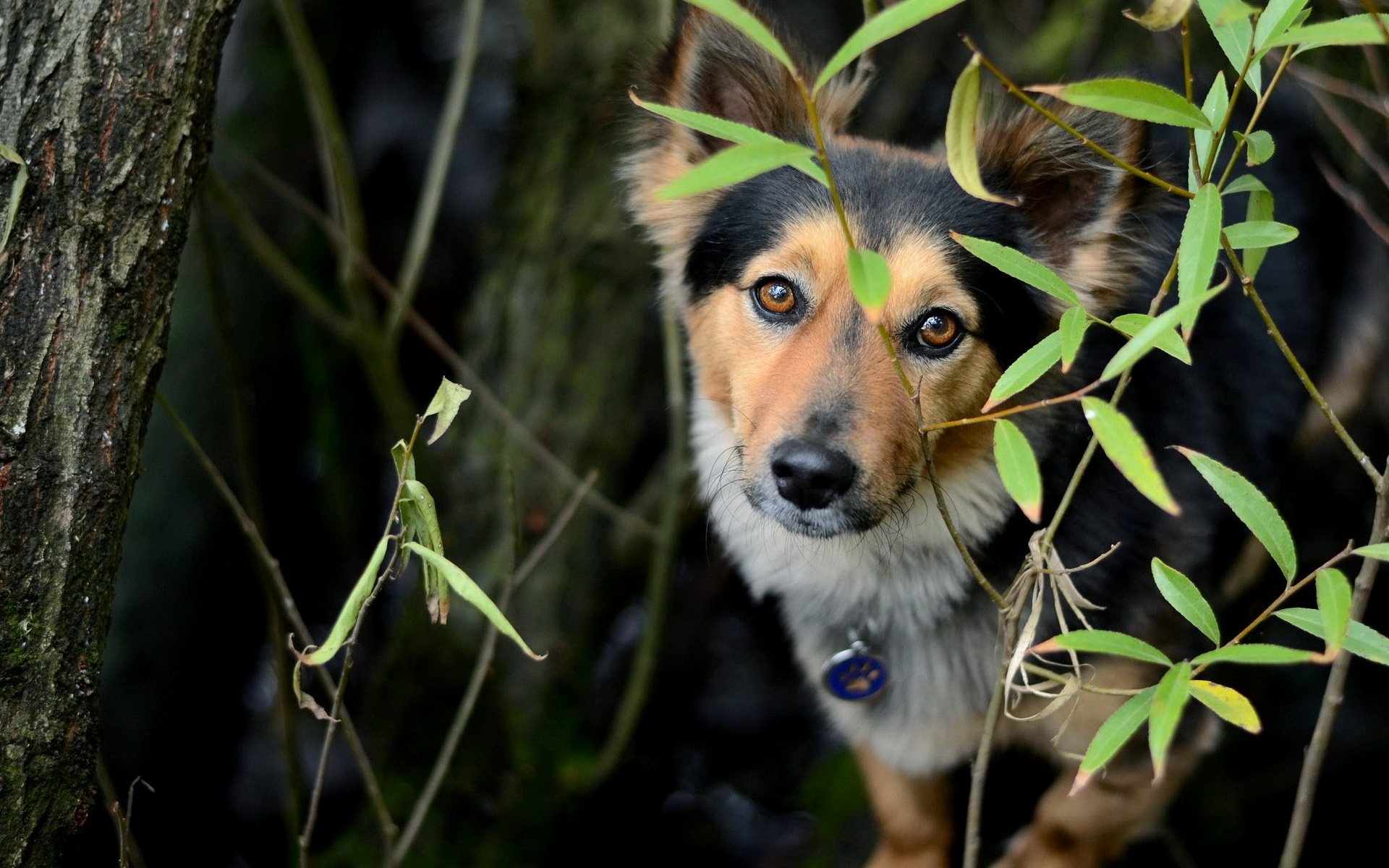 perro mirada amigo