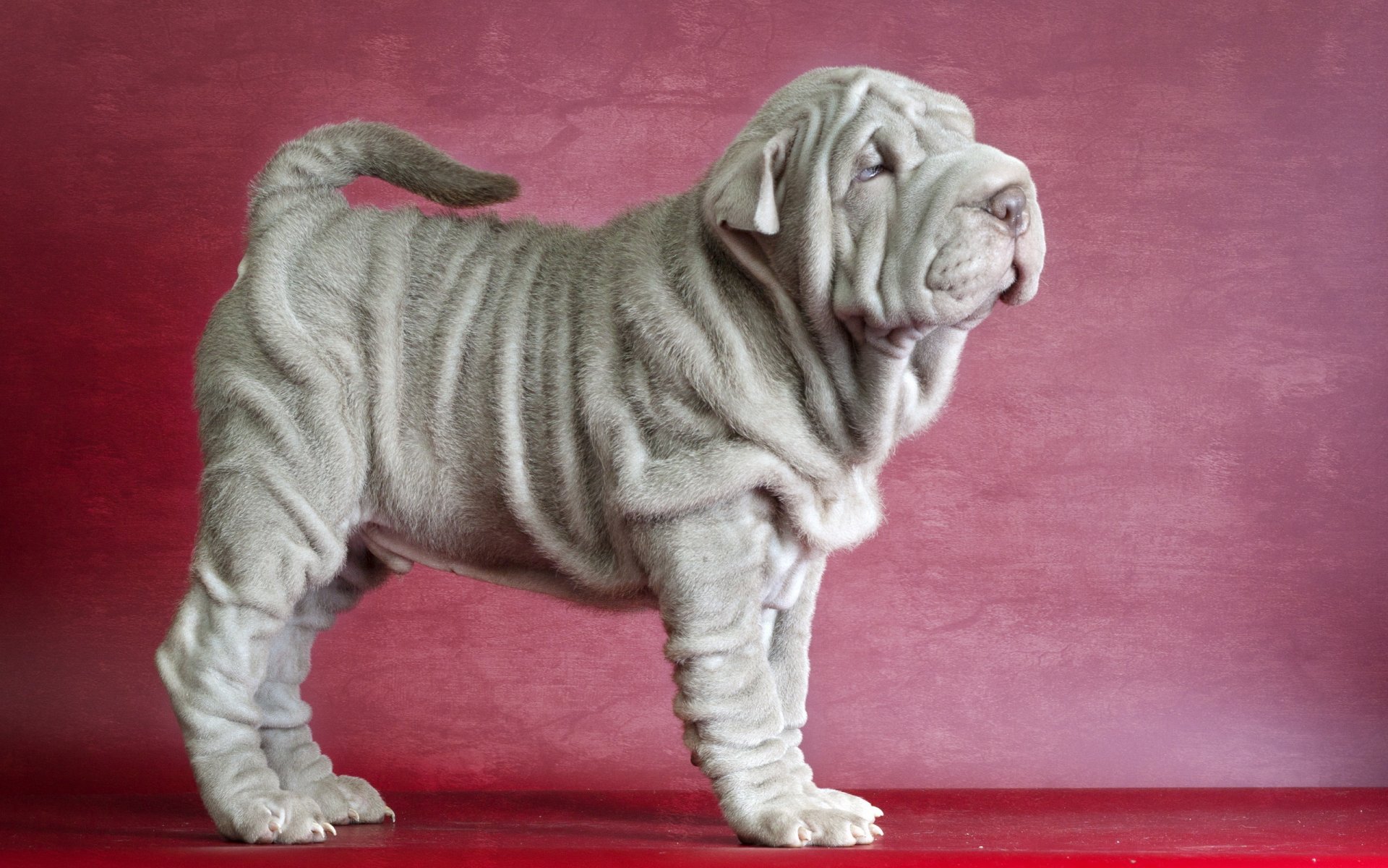 sharpei perro amigo