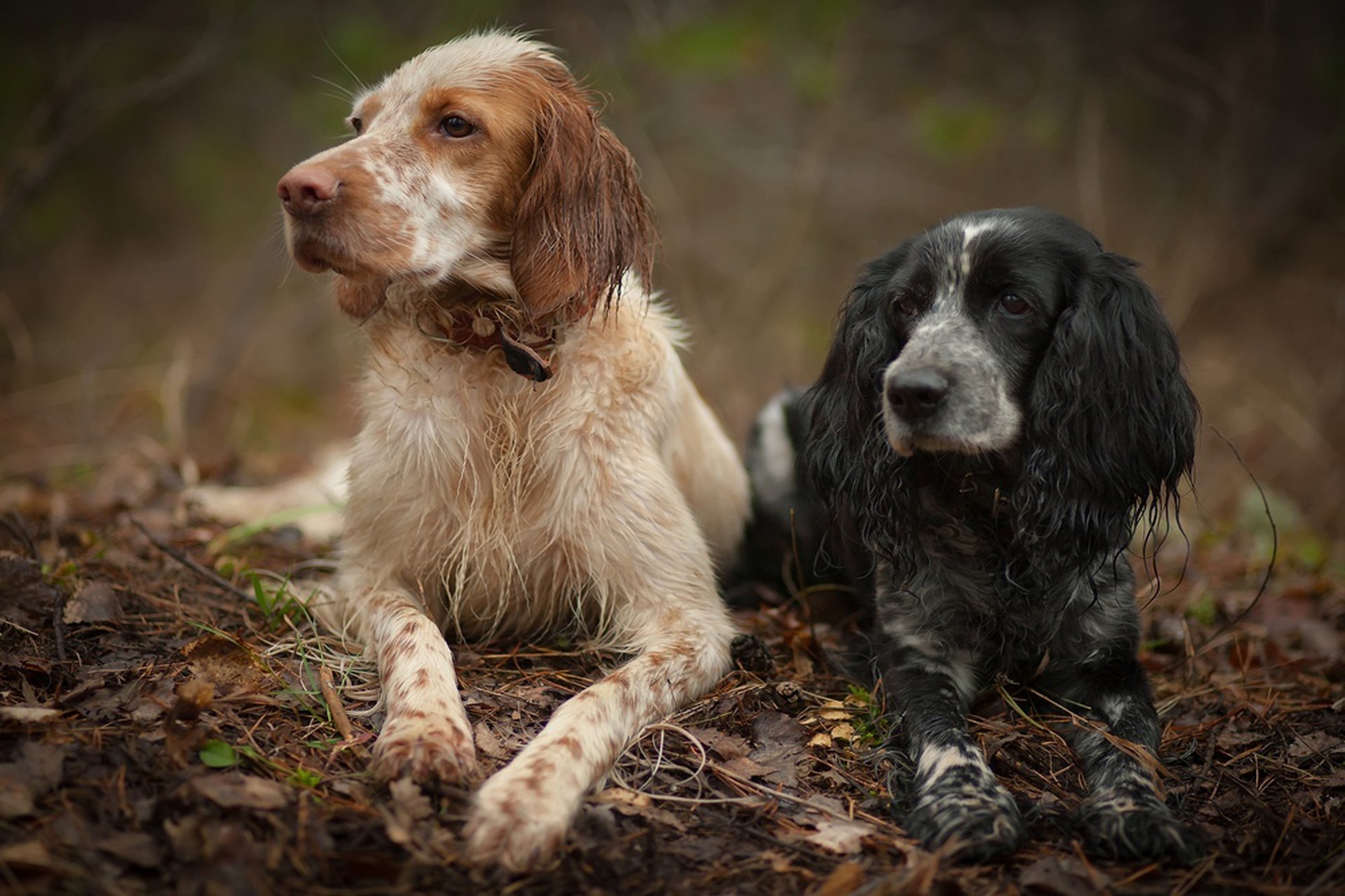 cani setter inglese spaniel coppia relax foresta