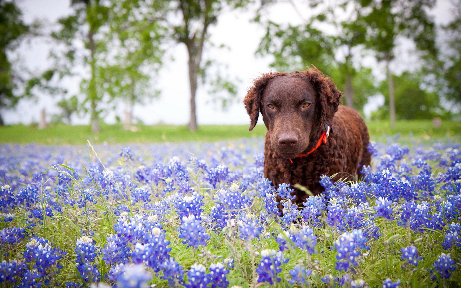 dog flower nature