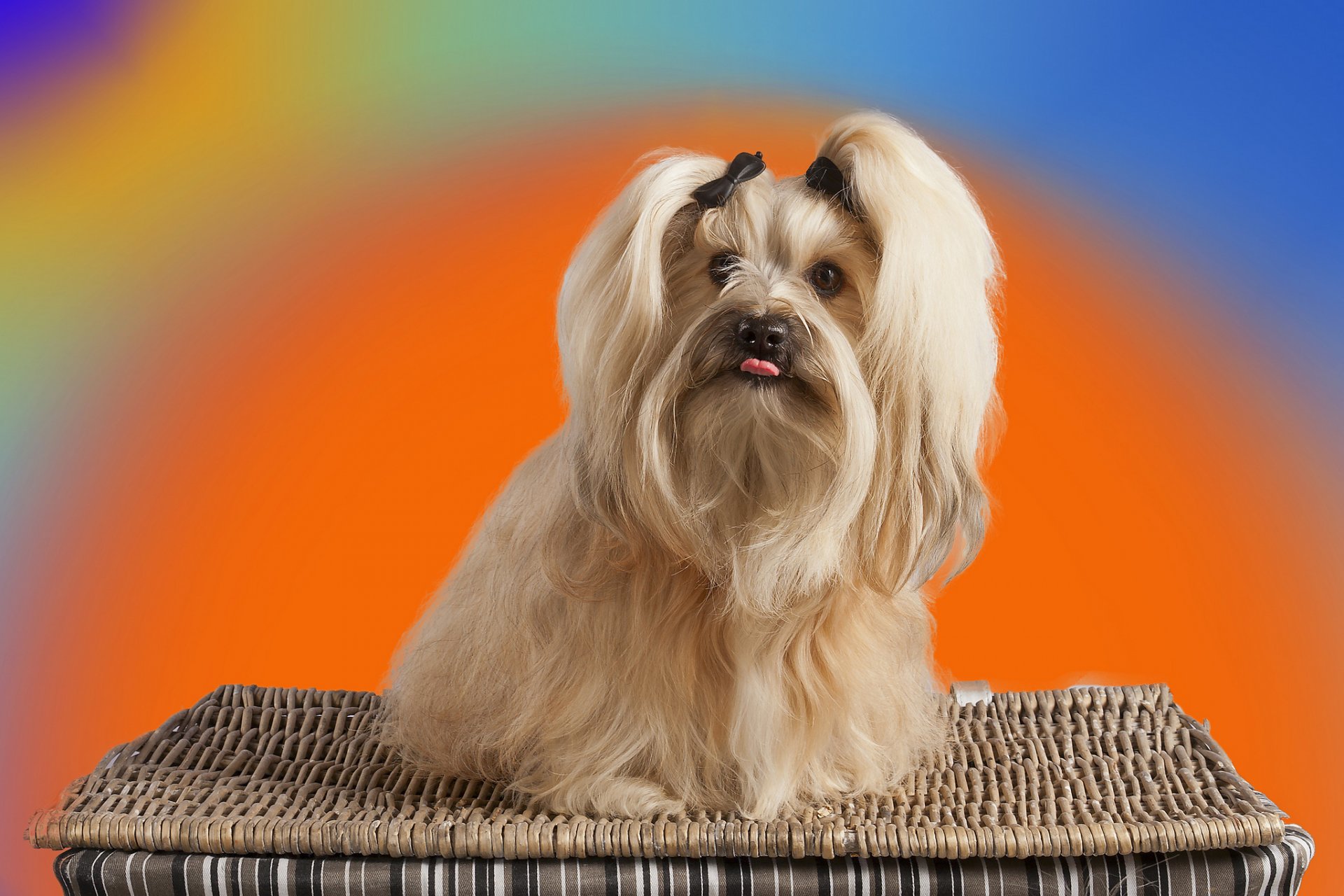 havanese background shopping