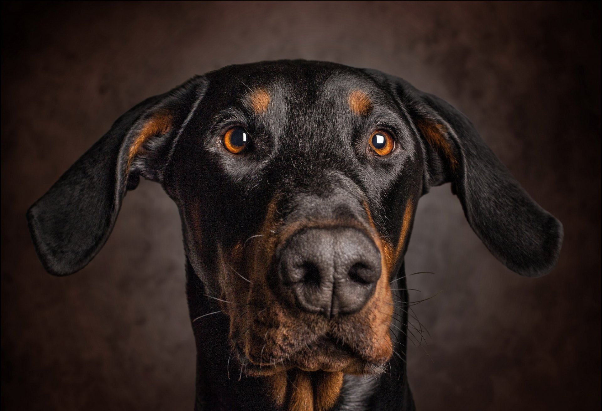 perro orejas mirada retrato