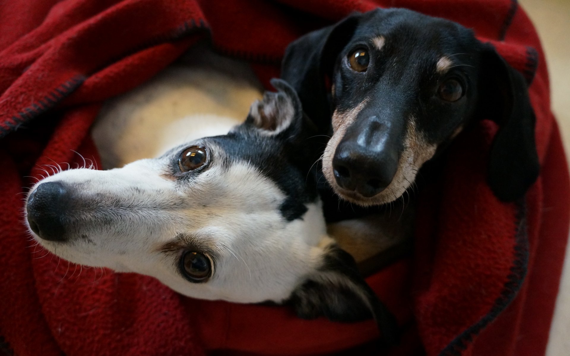 perros amigos casa