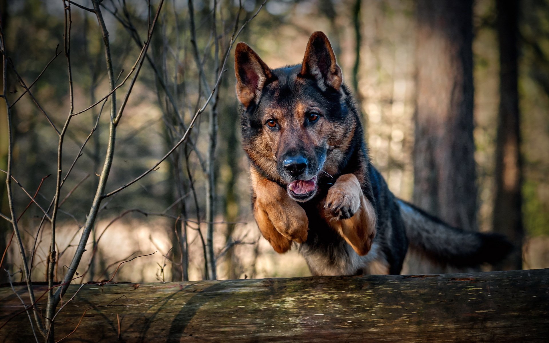 chien courir sauter