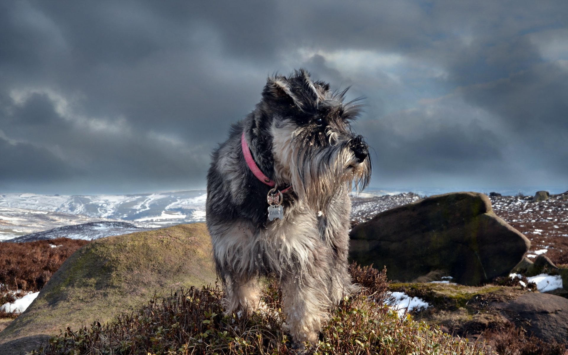 schnauzer hund natur