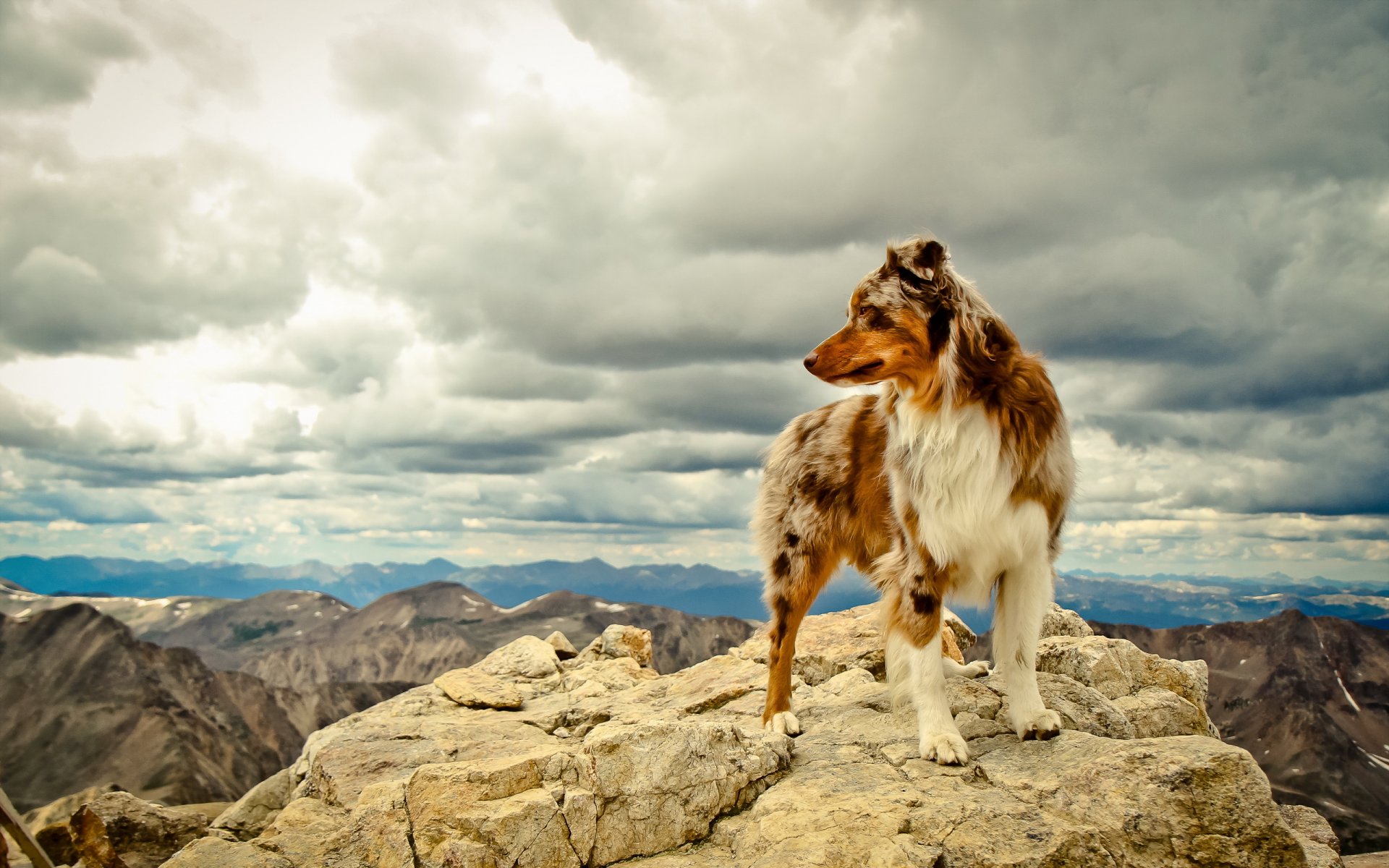 hund freund berge