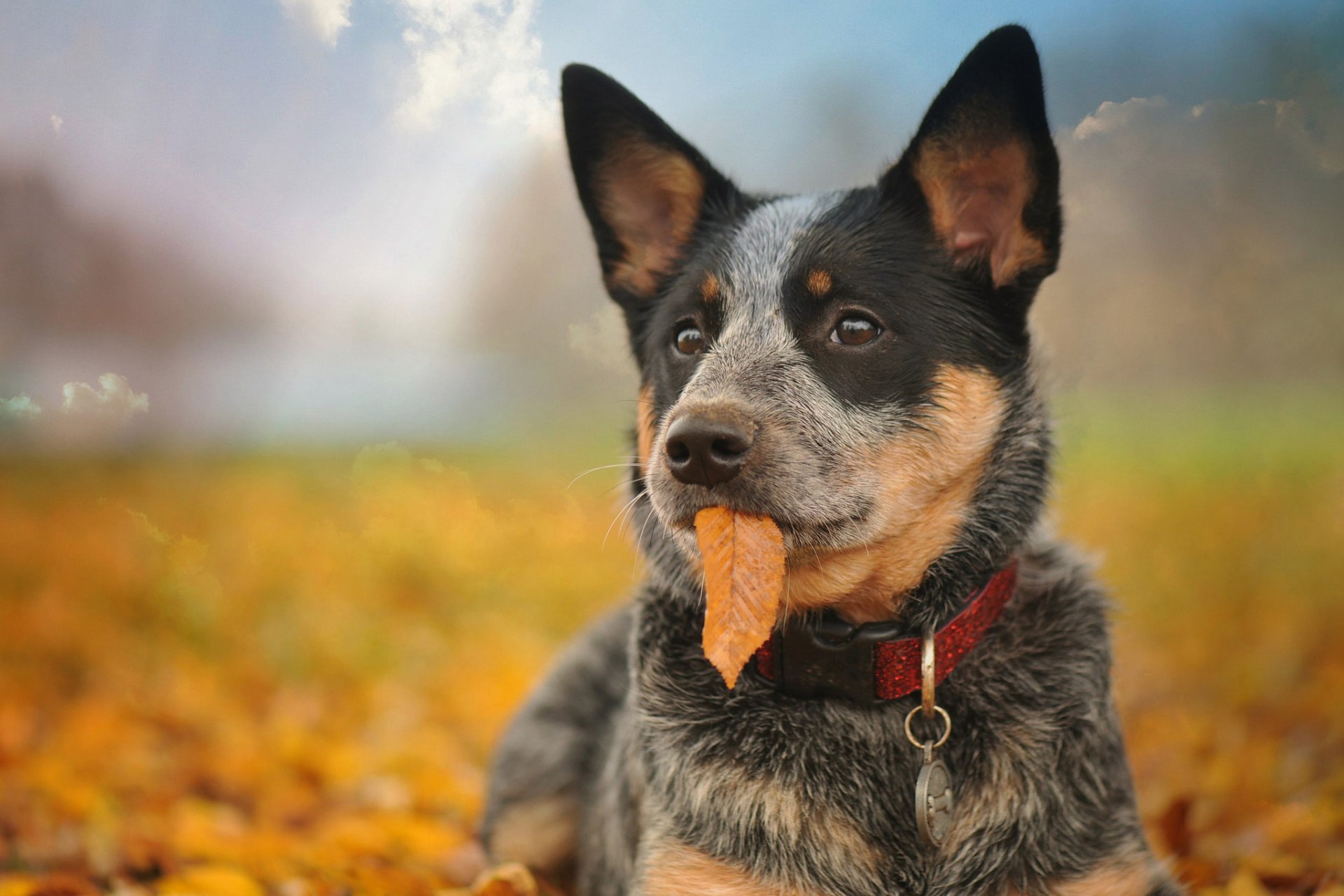 automne feuilles chien portrait