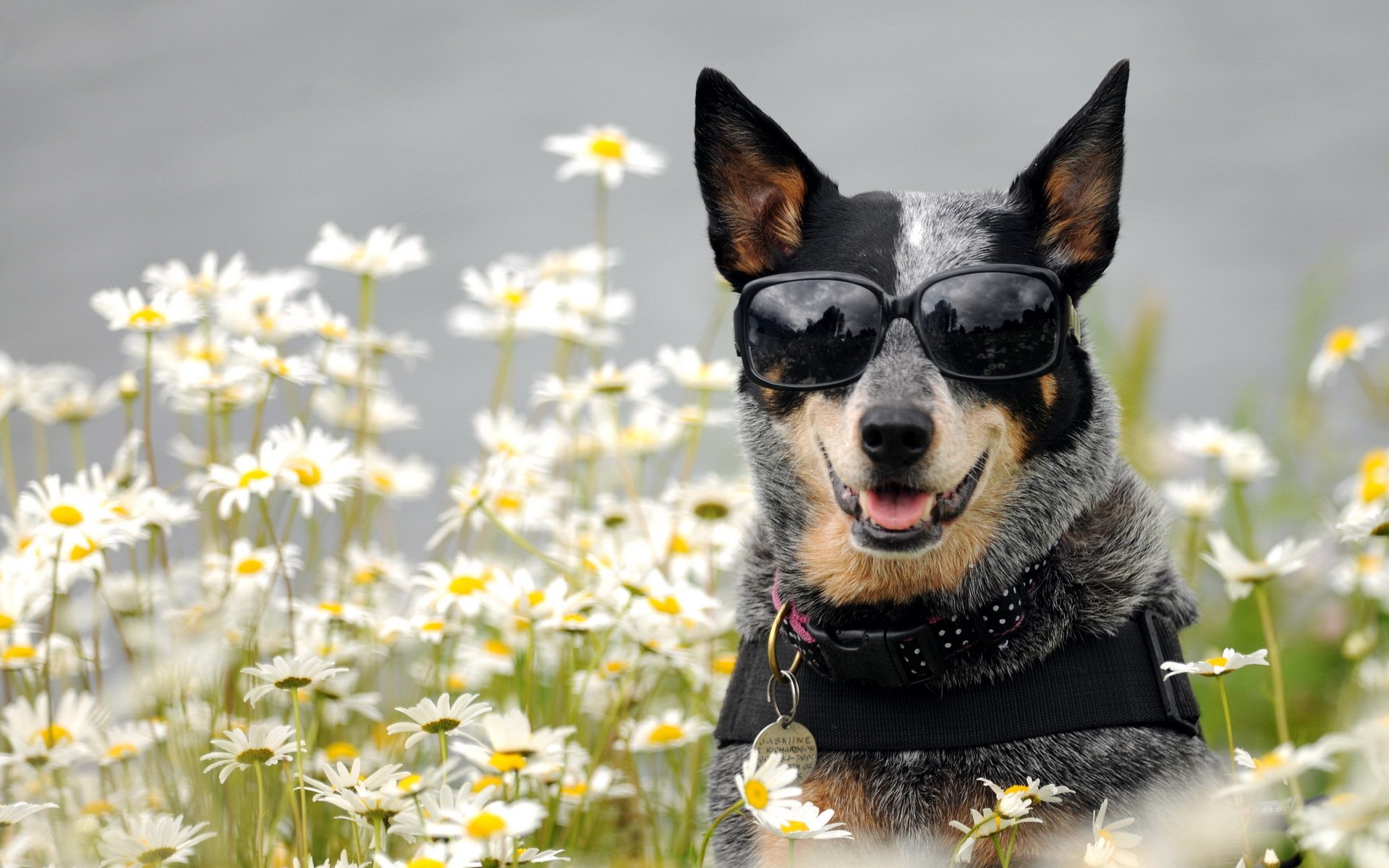 perro gafas margaritas