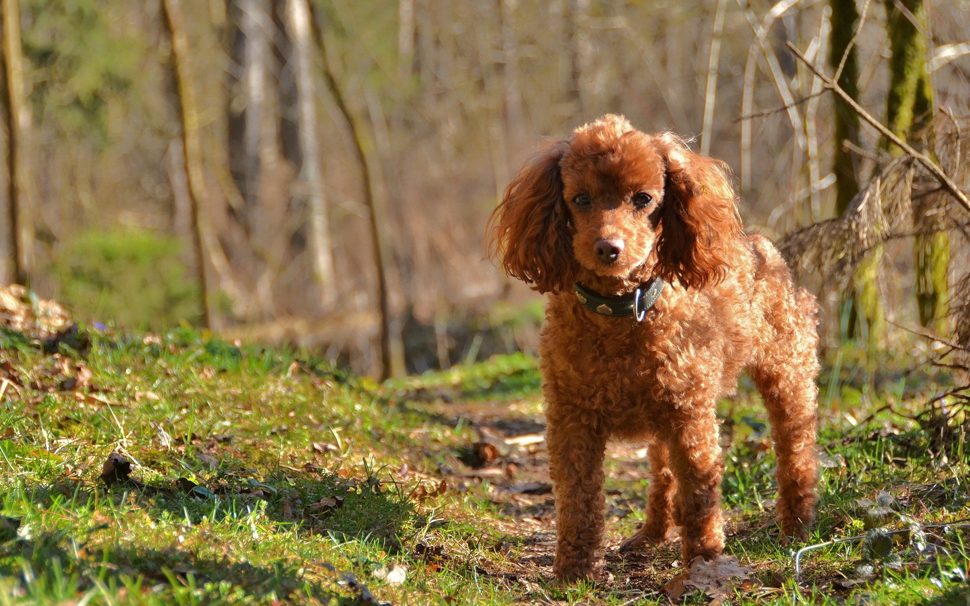 perro caniche naturaleza