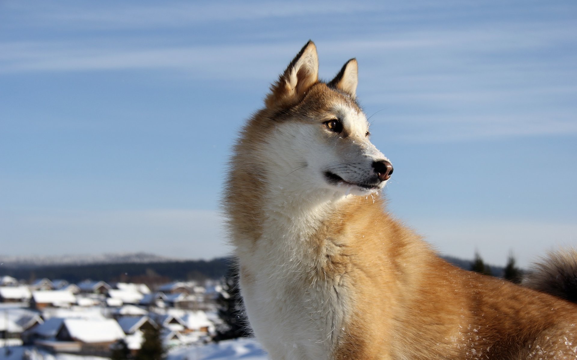 cane laika amico