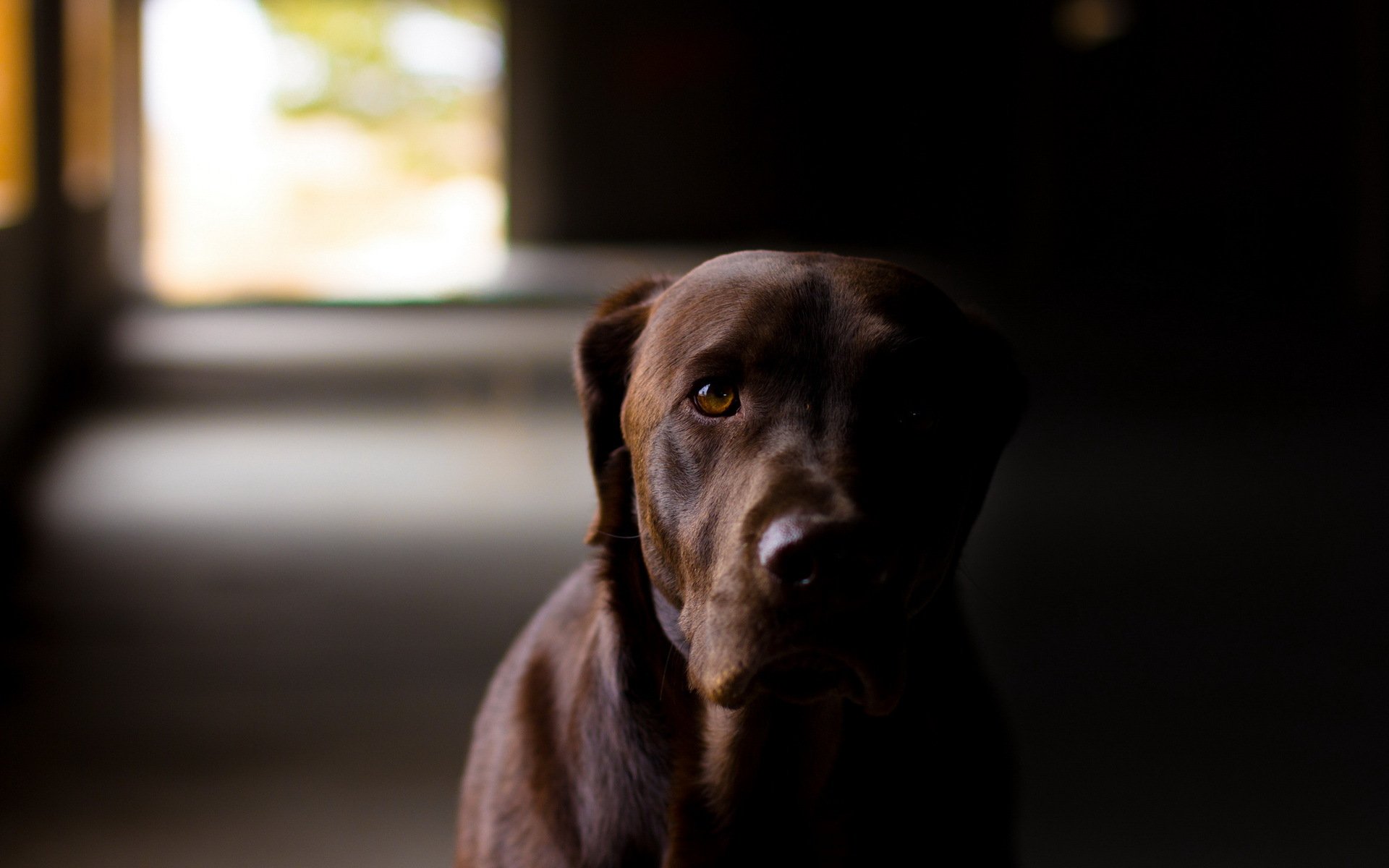 perro amigo casa