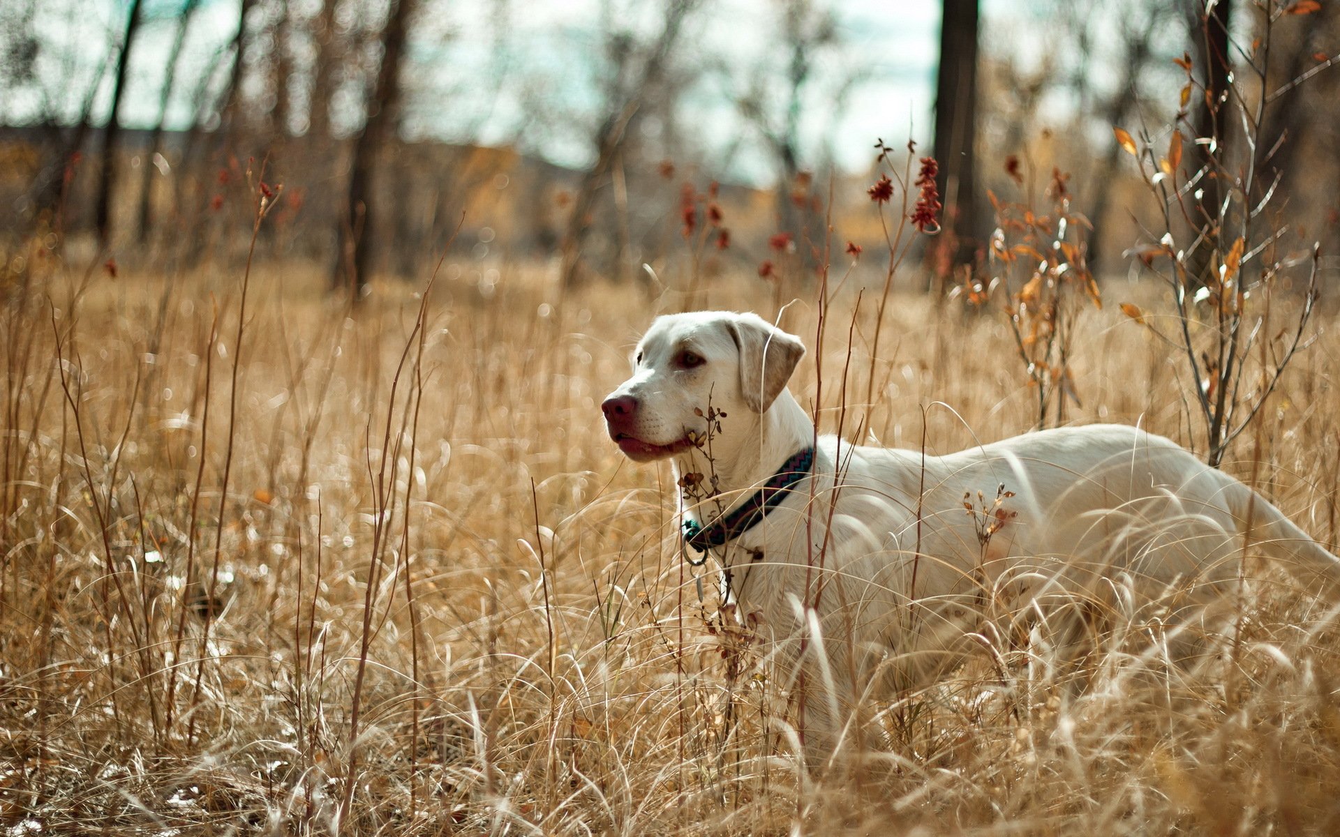 chien champ nature