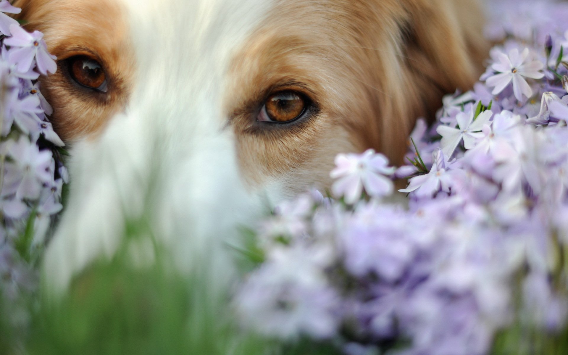 chien ami fleurs