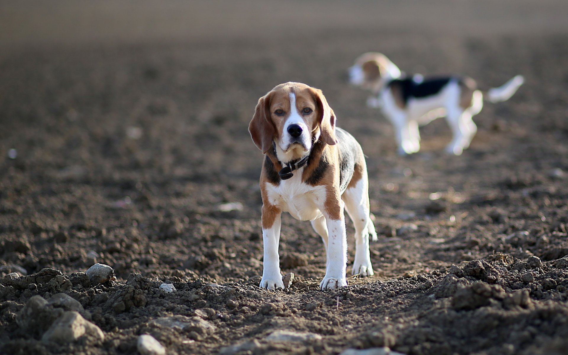 cani beagle campo