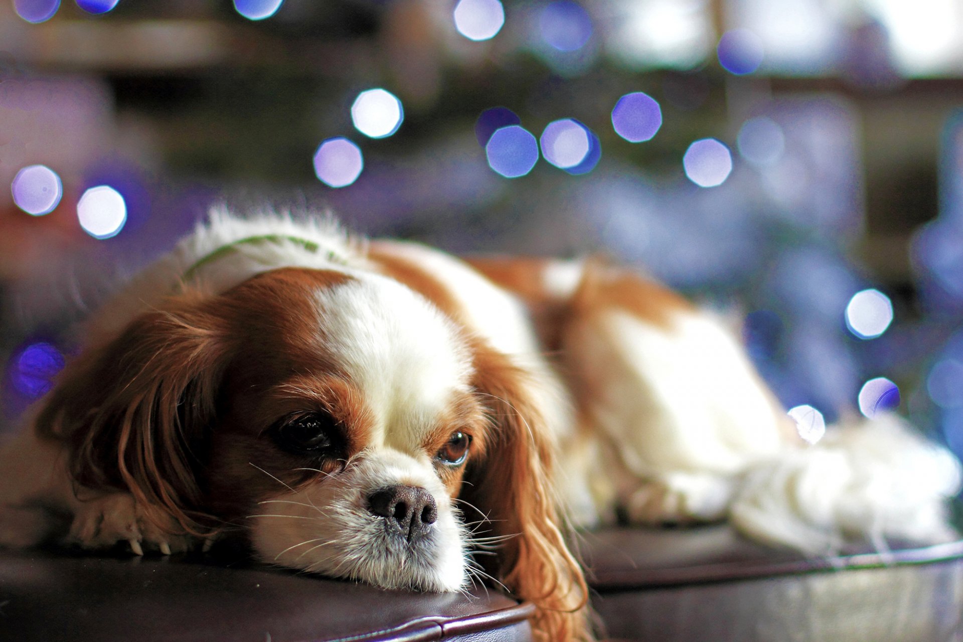 cane cucciolo vista divano bokeh luci