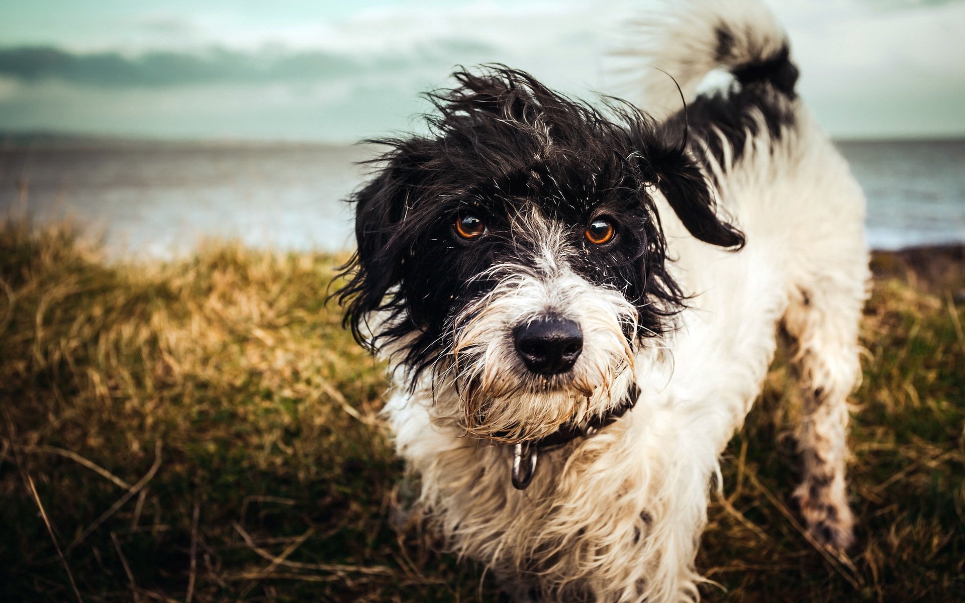 chien vue fond