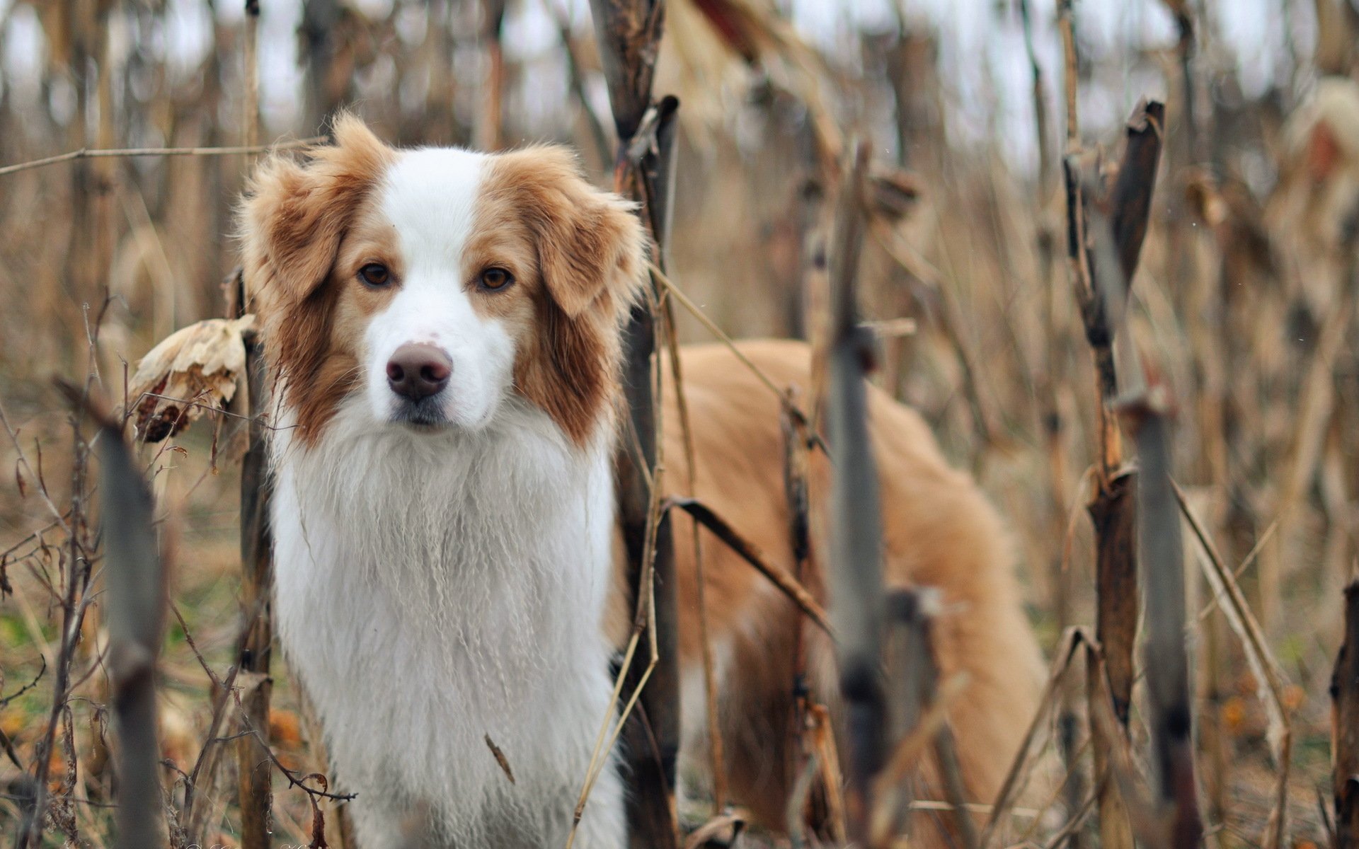 perro amigo naturaleza