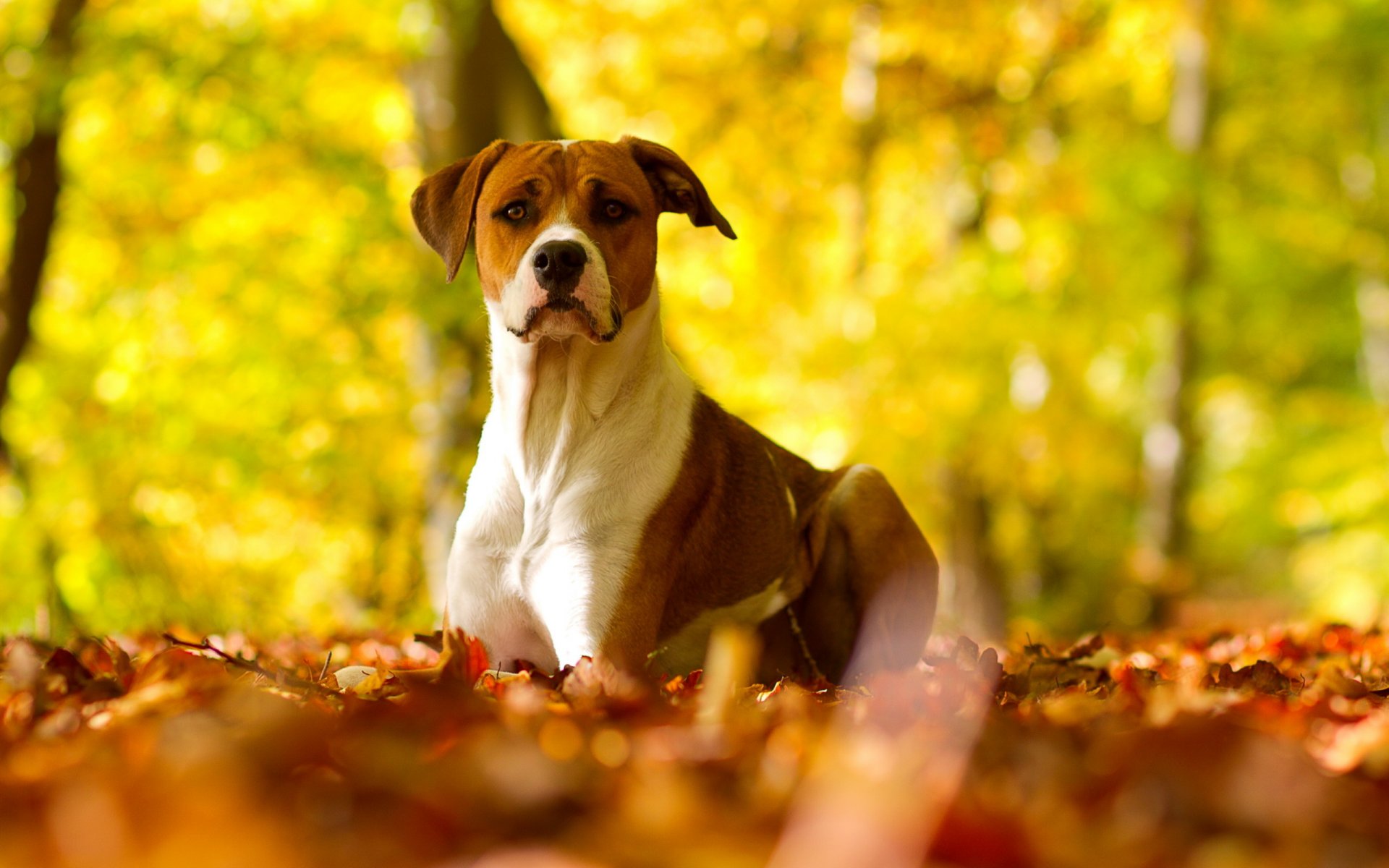 chien automne nature