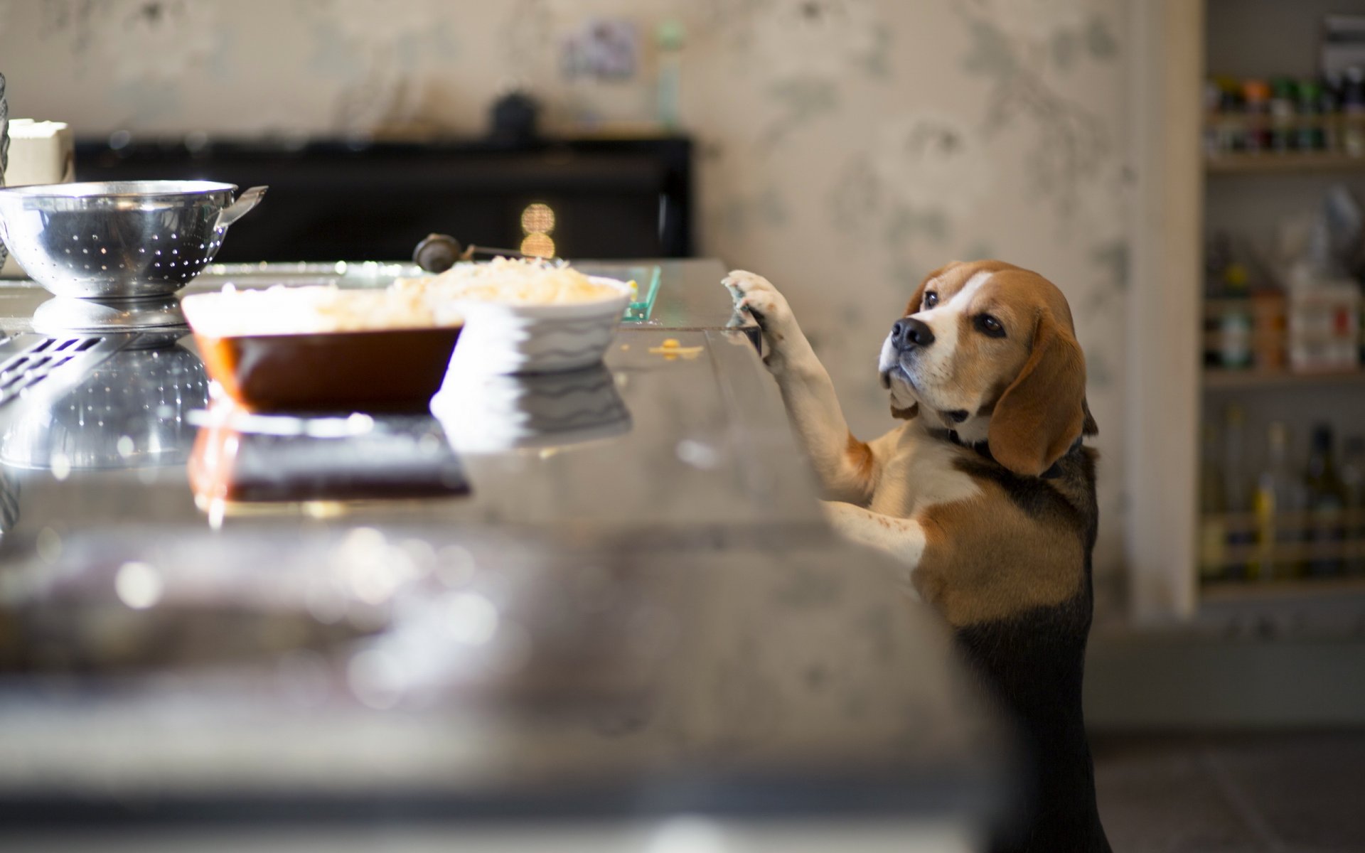 dog beagle other kitchen