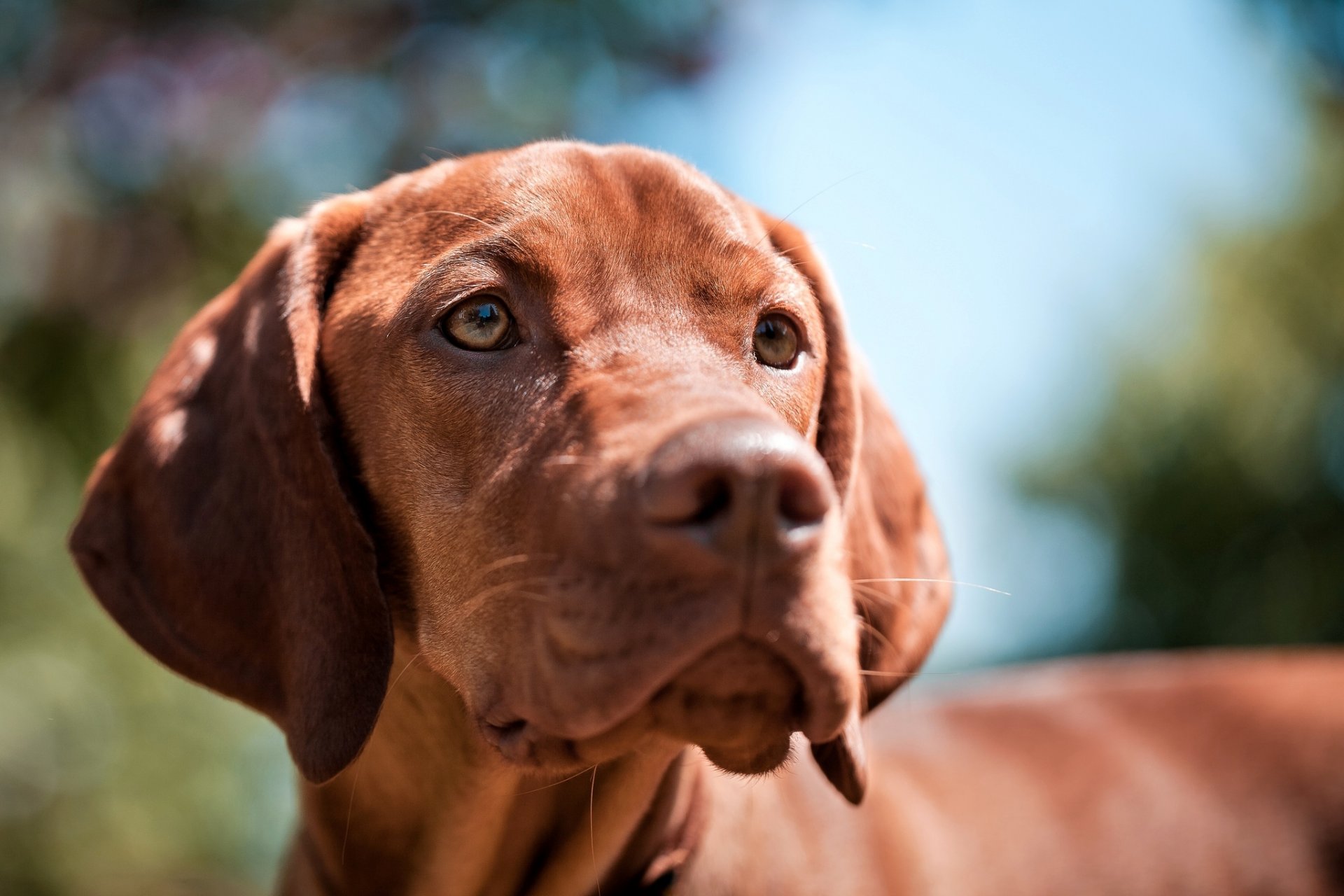 dog view face rock vizsla pointer