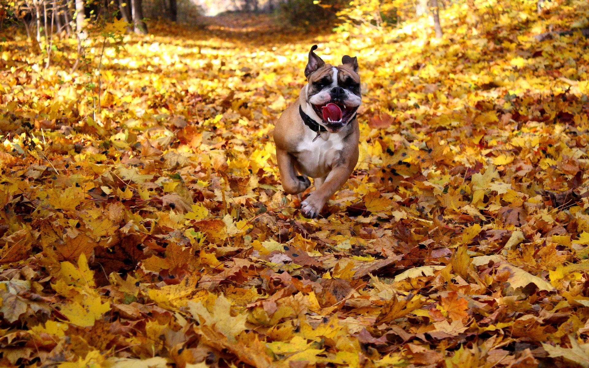 cane amico autunno foglie bulldog inglese