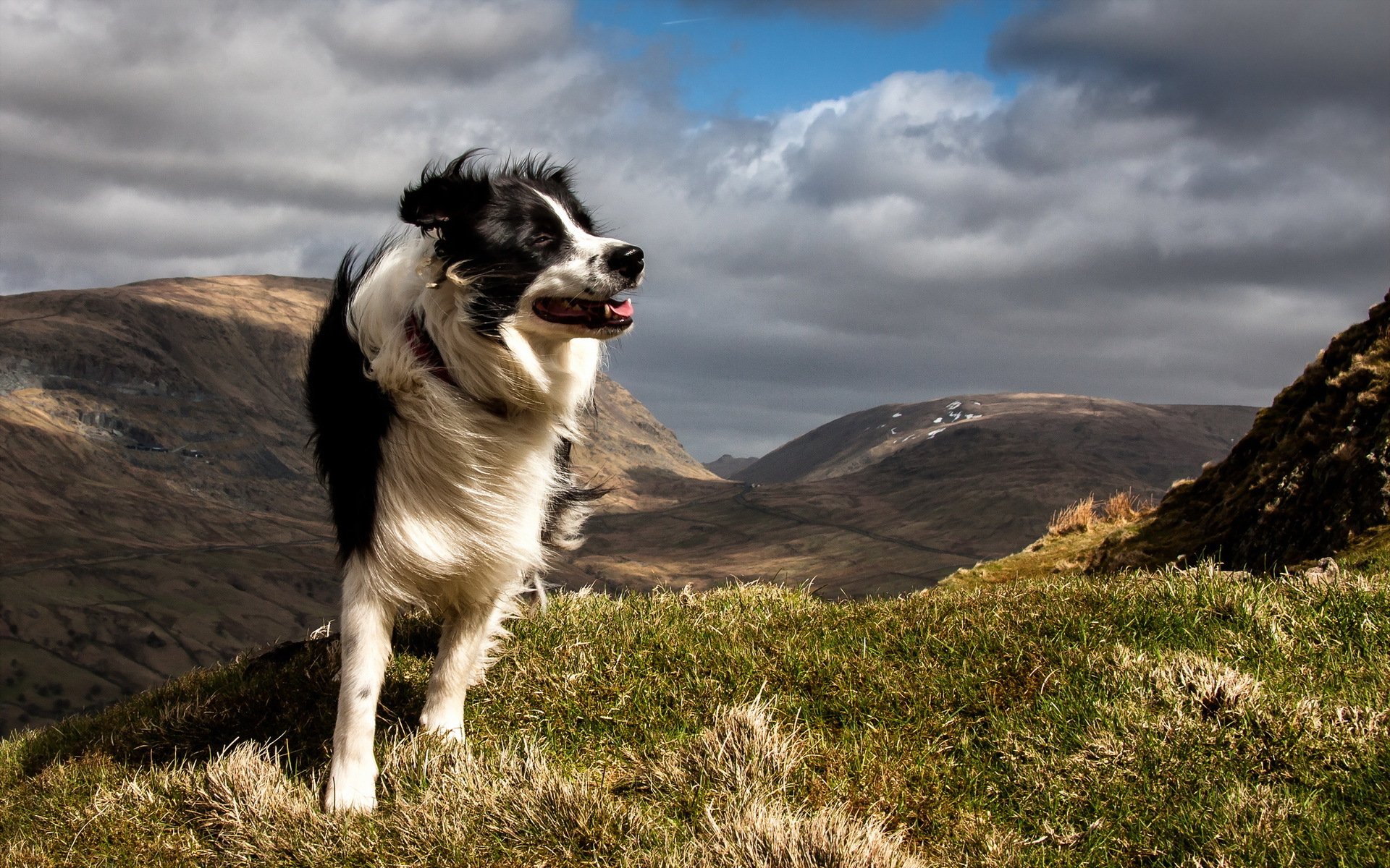 hund freund berge