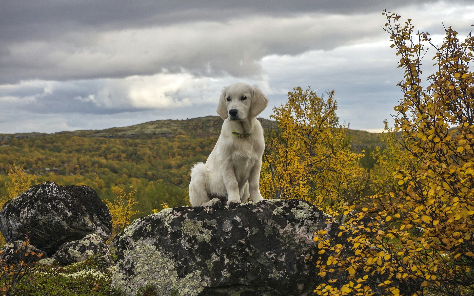 cane amico natura