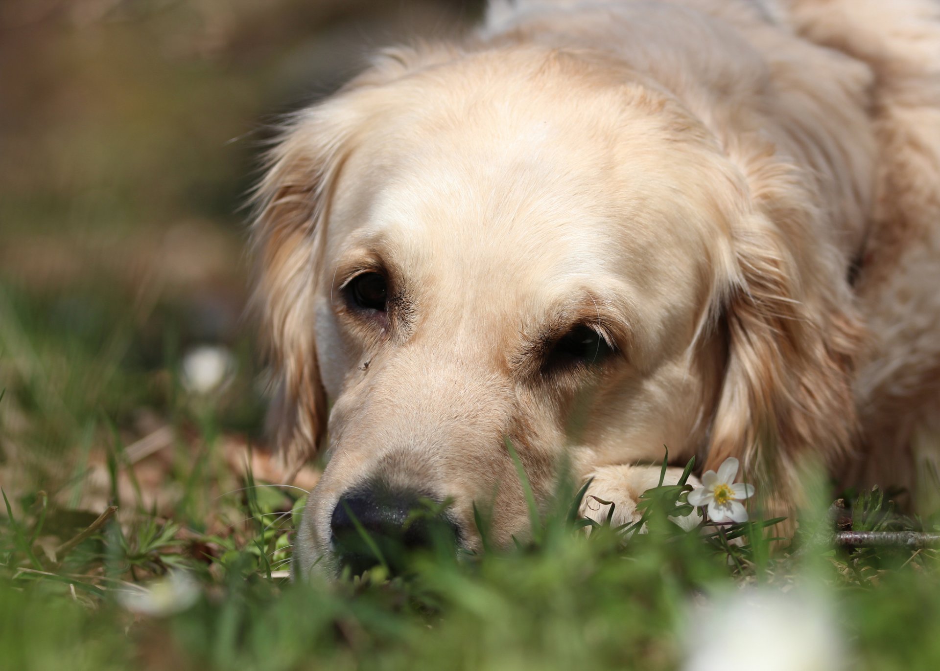 golden retriever golden retriever smutek